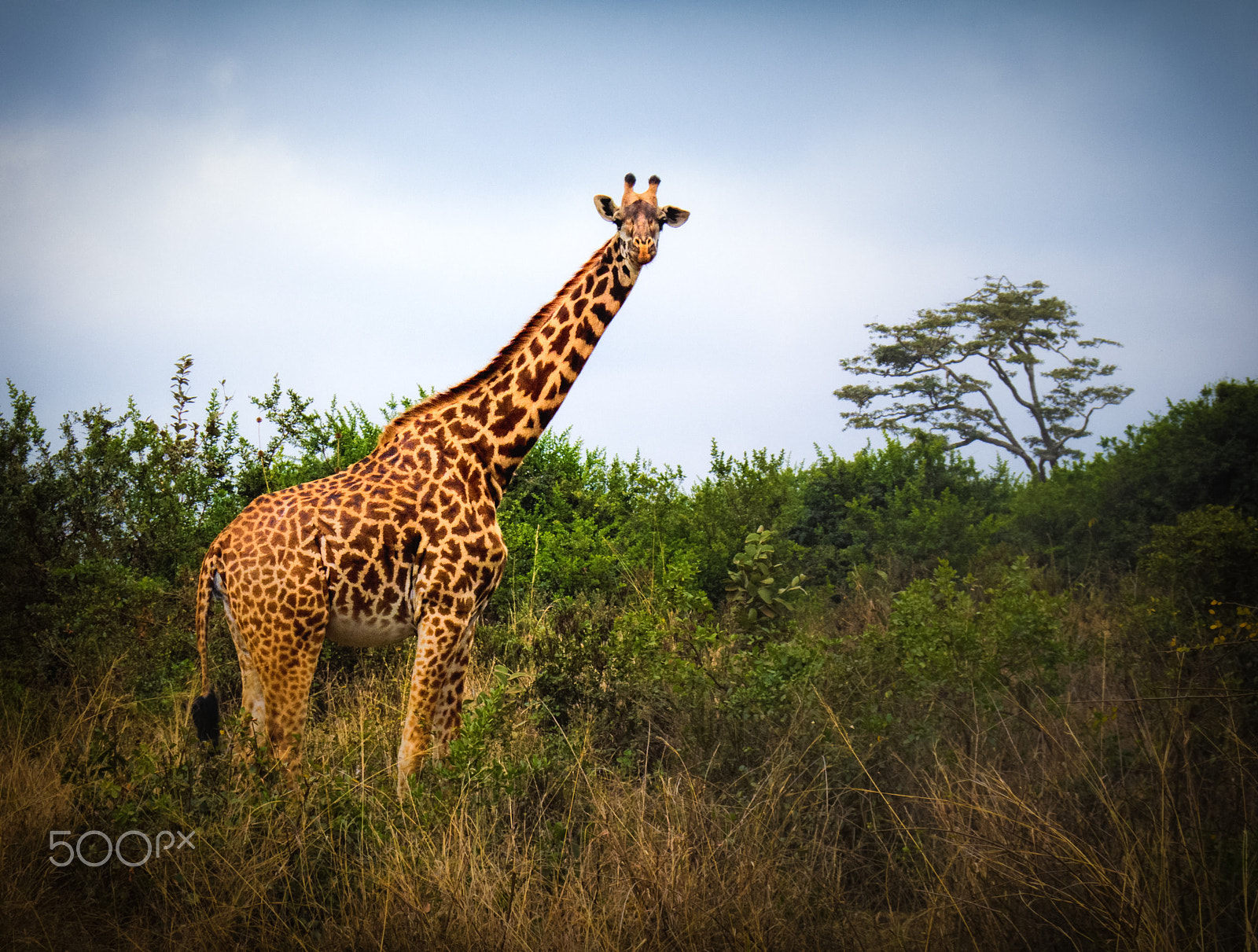 Pentax 06 Telephoto 15-45mm sample photo. The tall me! photography