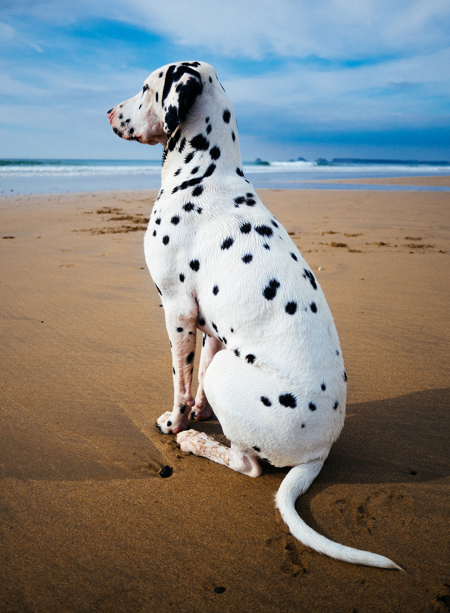 Olympus OM-D E-M5 II sample photo. A dog looking surfers photography