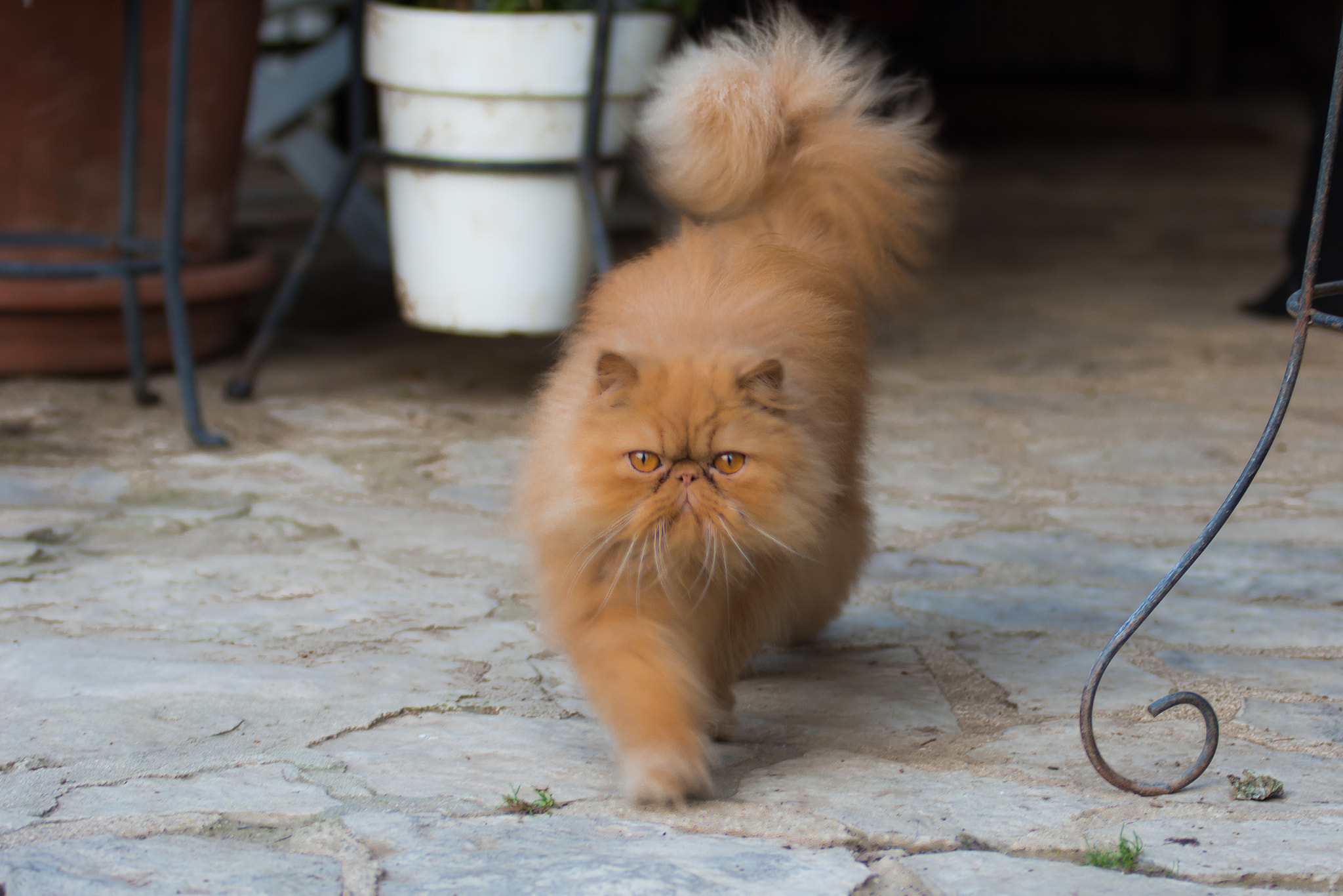 Sigma 70-200mm F2.8 EX DG OS HSM sample photo. Ruff photography