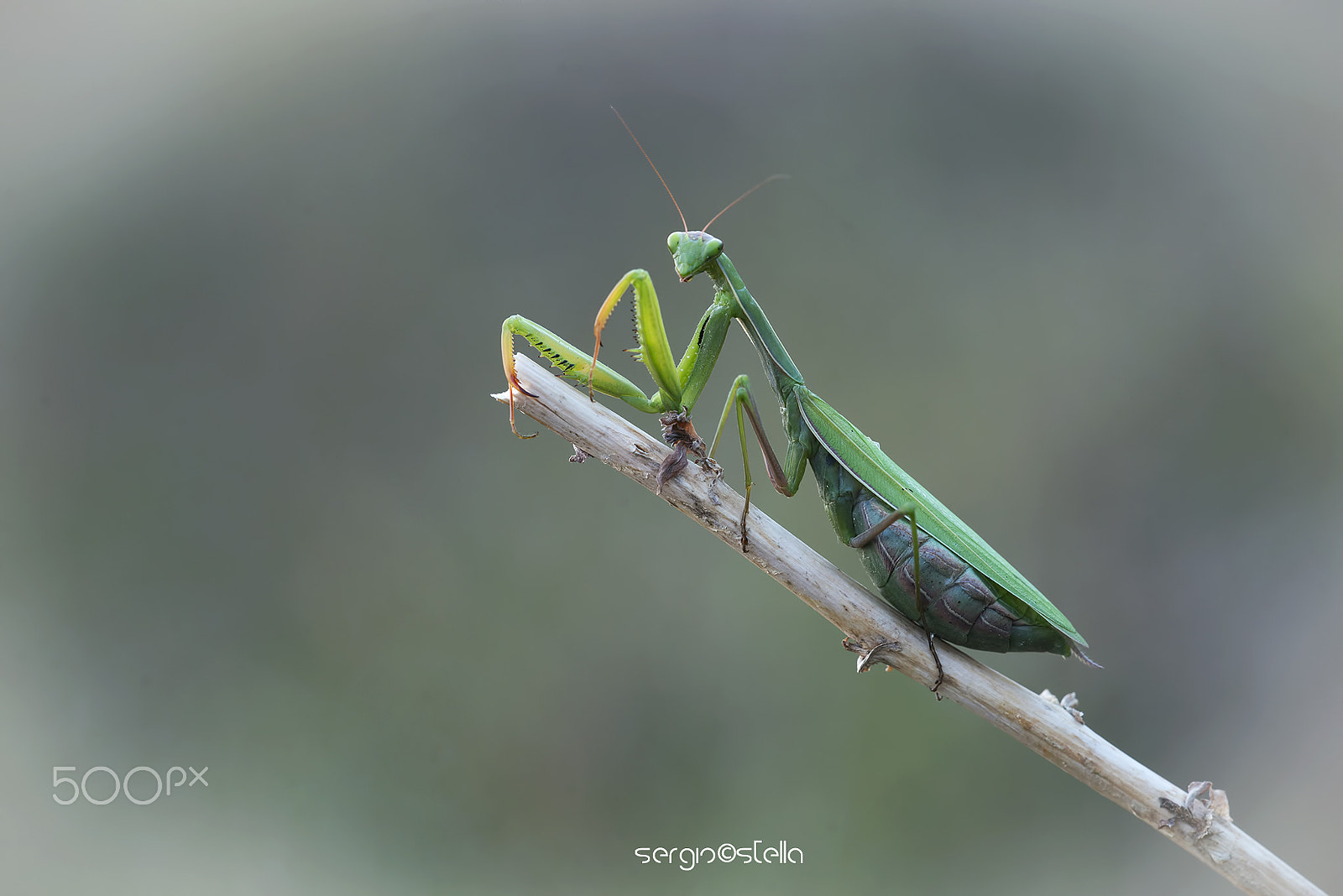 Nikon D610 + Sigma 150mm F2.8 EX DG Macro HSM sample photo. Mamma_mantide______ photography