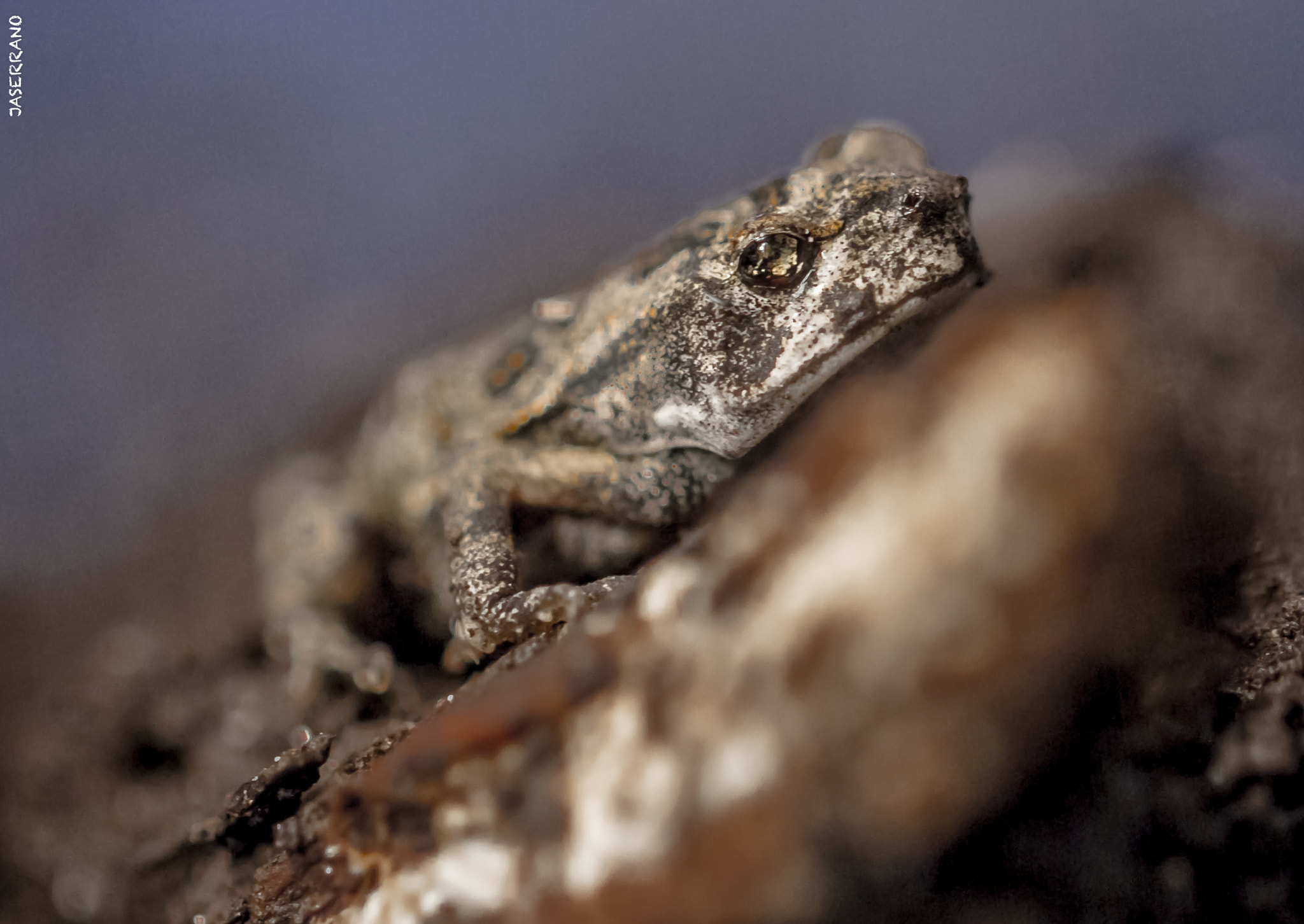 Canon EF 100mm F2.8L Macro IS USM sample photo. Small little frog photography