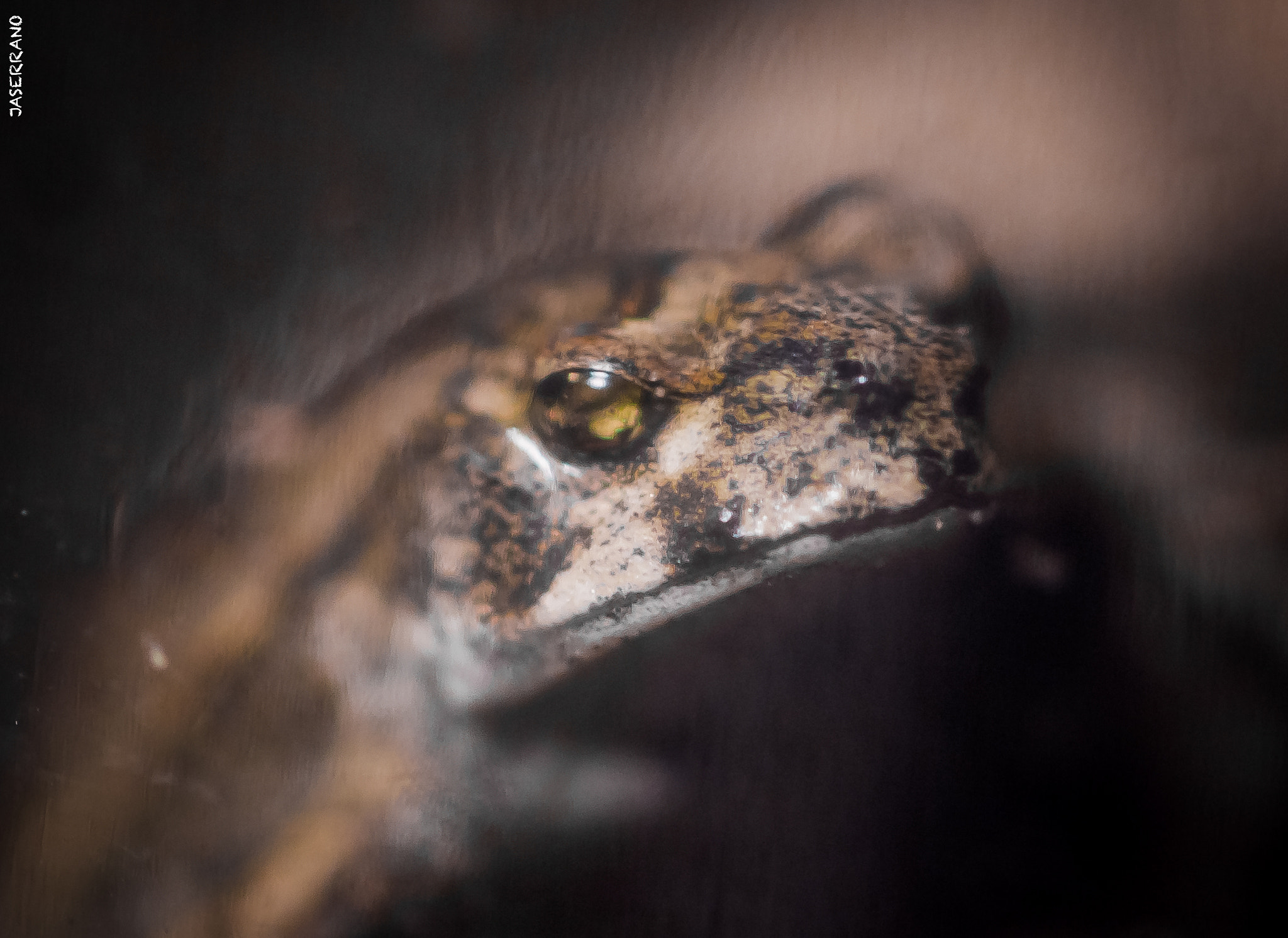 Canon EF 100mm F2.8L Macro IS USM sample photo. Small little frog photography