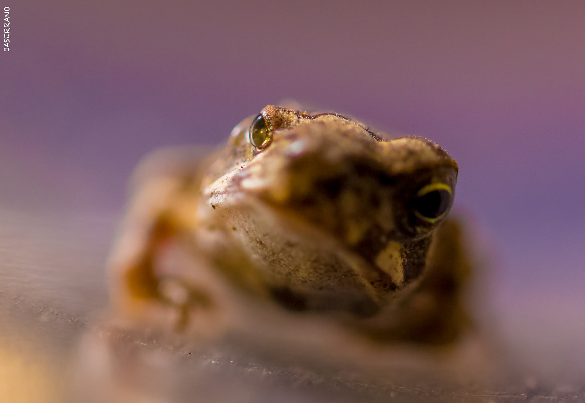 Canon EF 100mm F2.8L Macro IS USM sample photo. Small little frog photography
