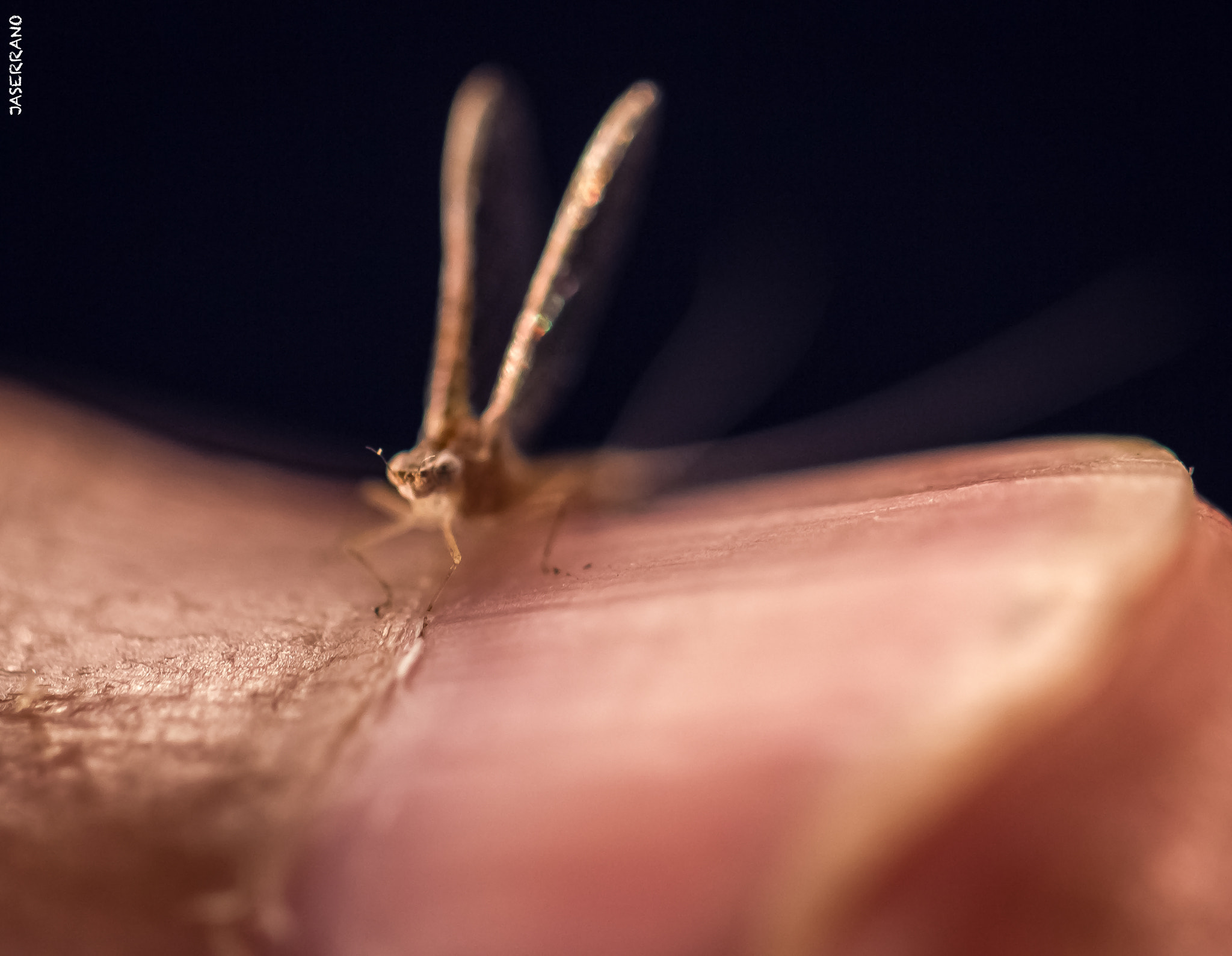Canon EF 100mm F2.8L Macro IS USM sample photo. Bug on my finger photography