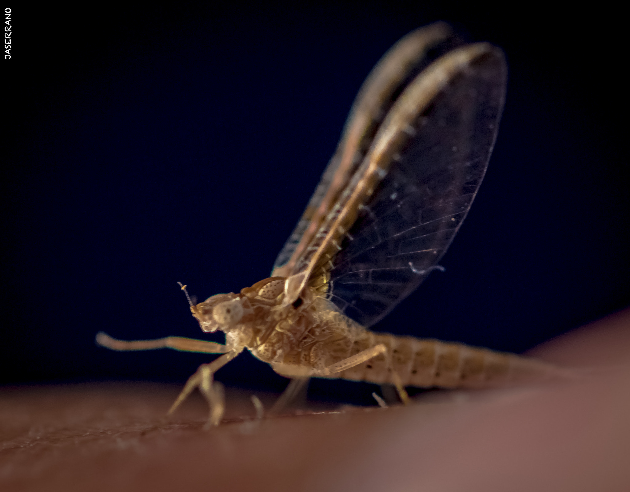 Canon EF 100mm F2.8L Macro IS USM sample photo. Bug on my finger photography