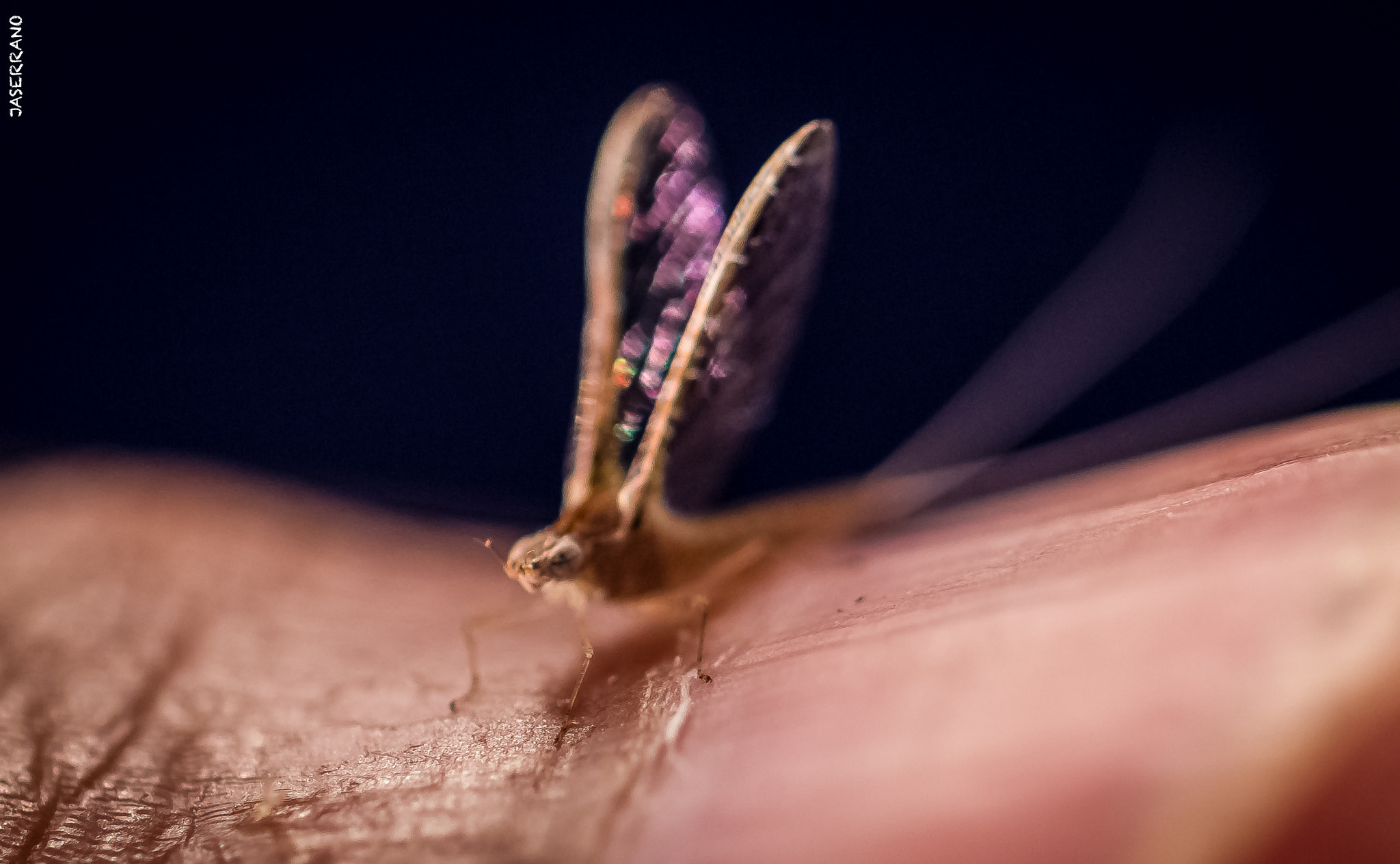 Canon EF 100mm F2.8L Macro IS USM sample photo. Bug on my finger photography