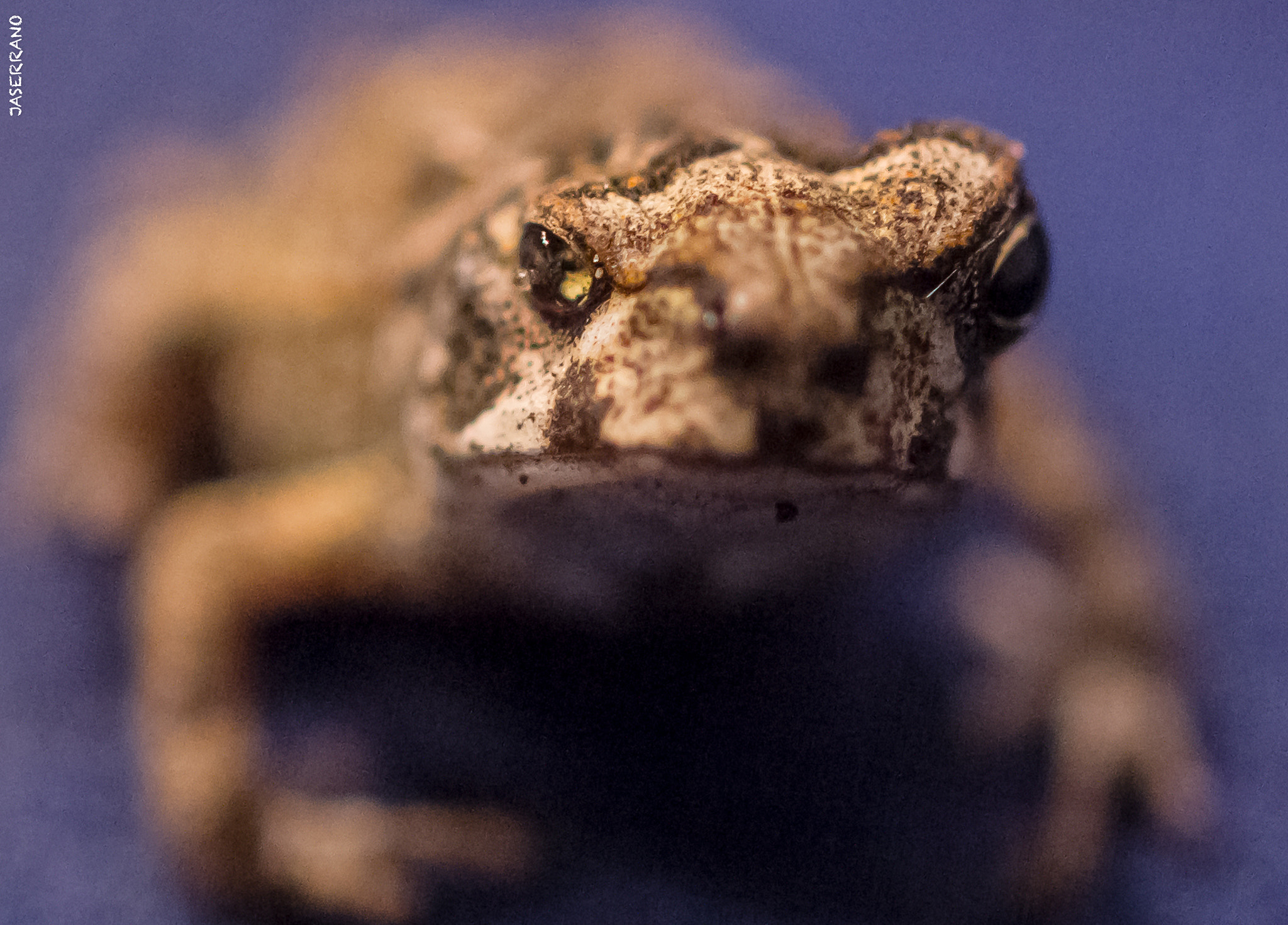 Canon EF 100mm F2.8L Macro IS USM sample photo. Small little frog photography