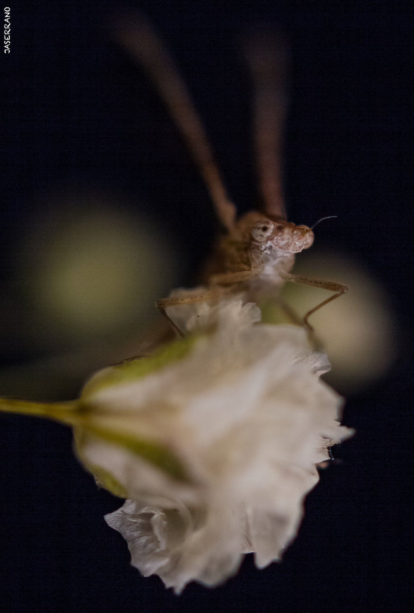 Canon EF 100mm F2.8L Macro IS USM sample photo. Weekend shots photography