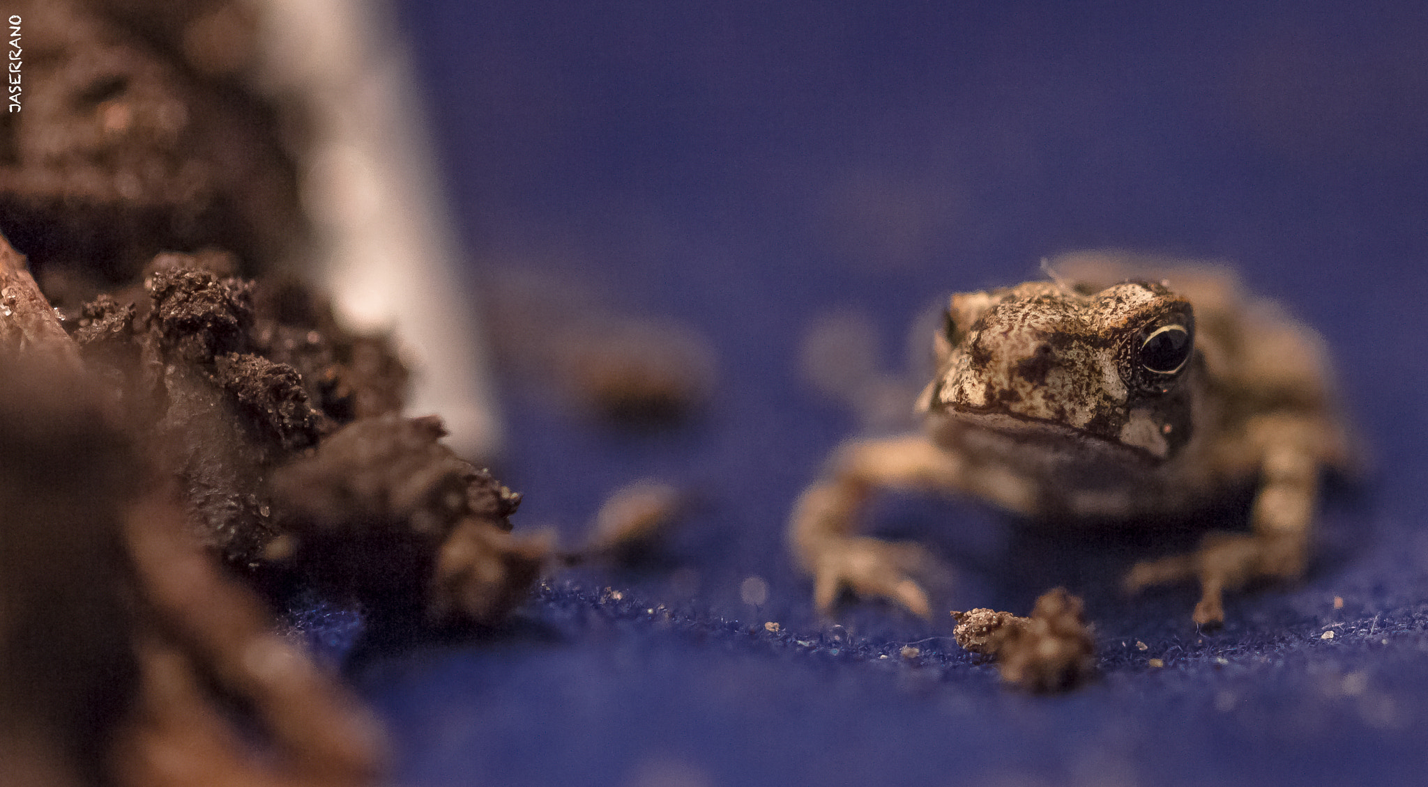Canon EF 100mm F2.8L Macro IS USM sample photo. Small little frog photography