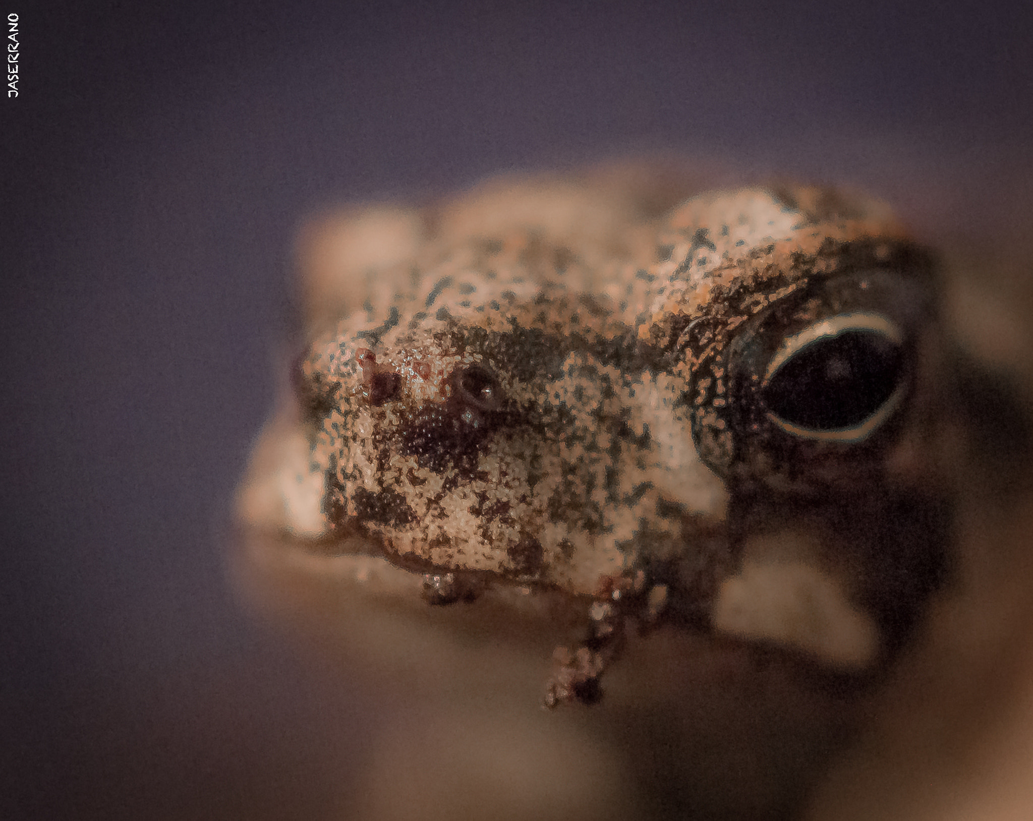 Canon EF 100mm F2.8L Macro IS USM sample photo. Small little frog photography