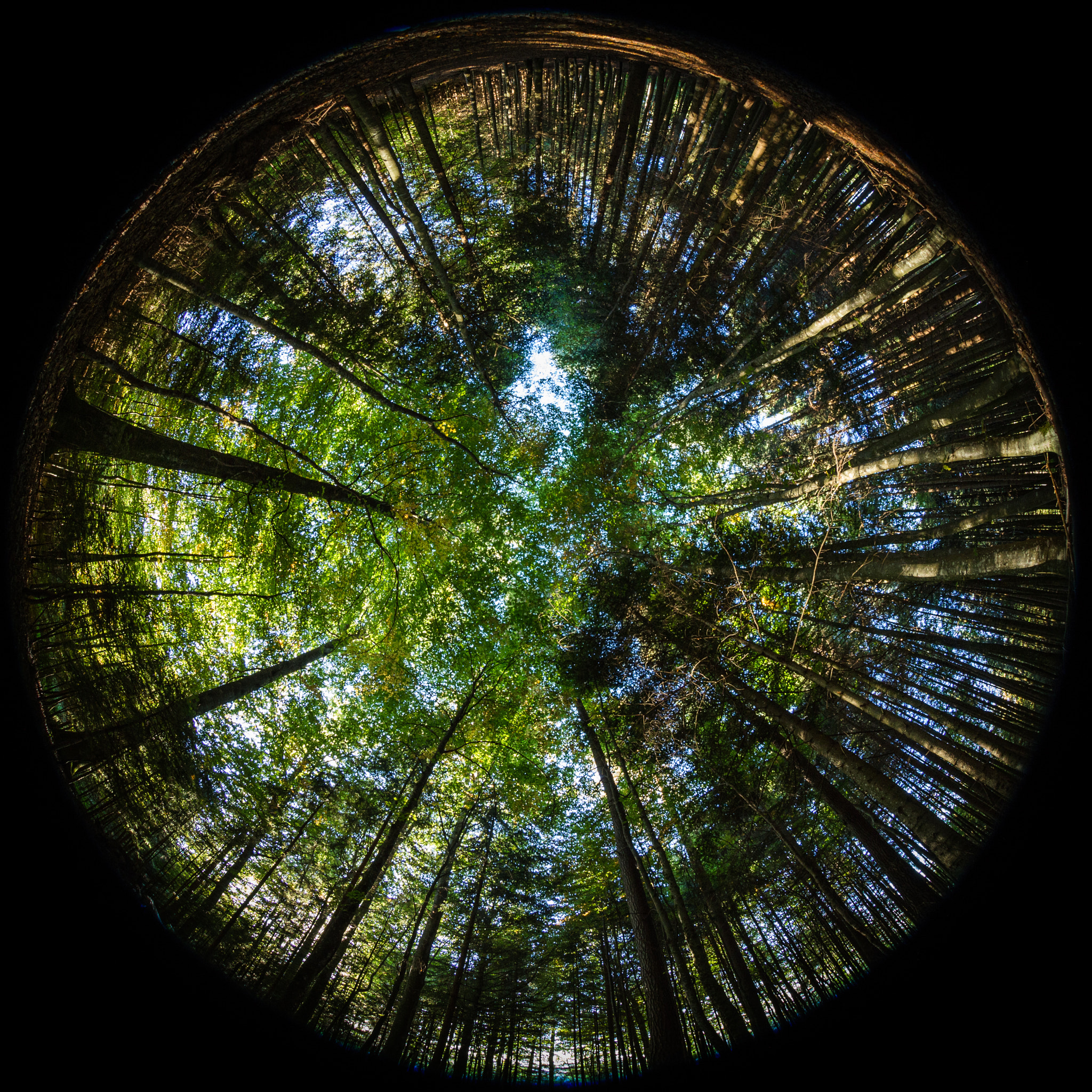 Canon EF 8-15mm F4L Fisheye USM sample photo