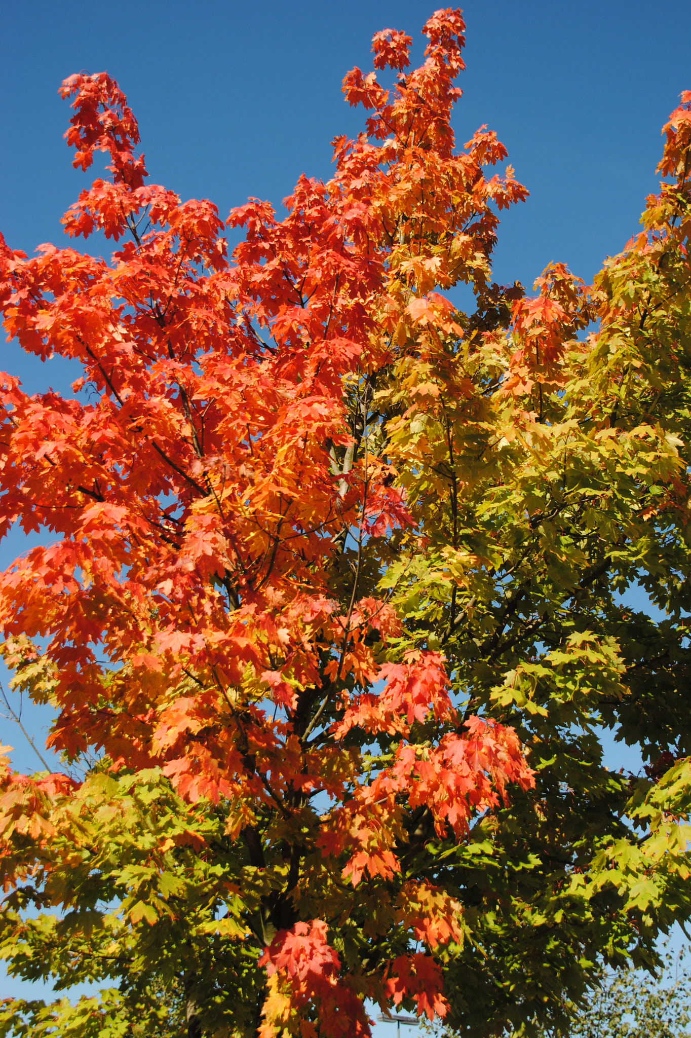 Nikon D3000 sample photo. Herbstbaum photography