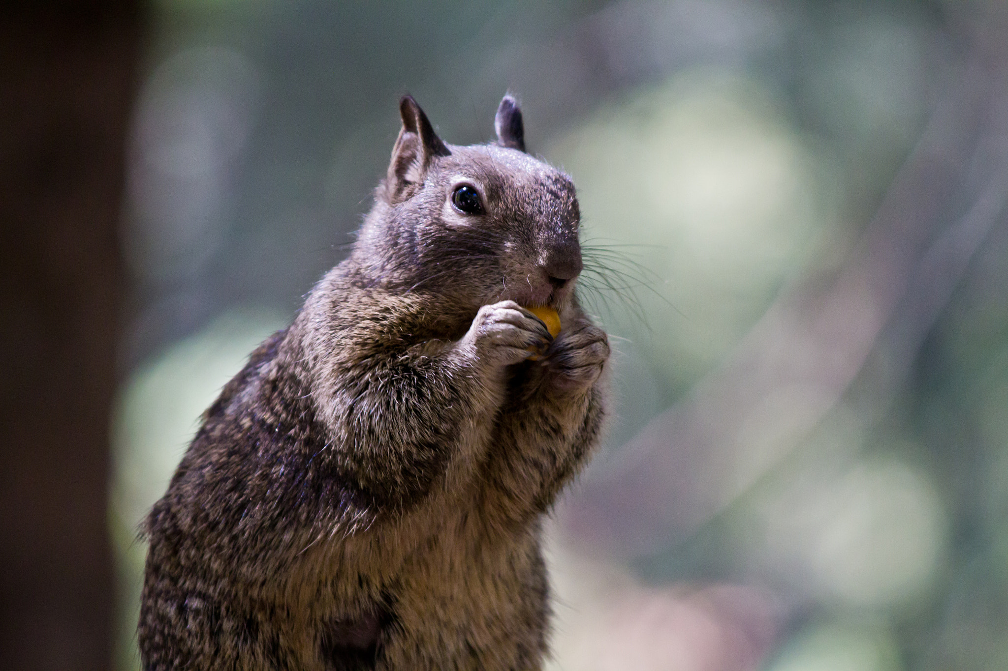 Canon EF-S 55-250mm F4-5.6 IS sample photo. Squirrel photography