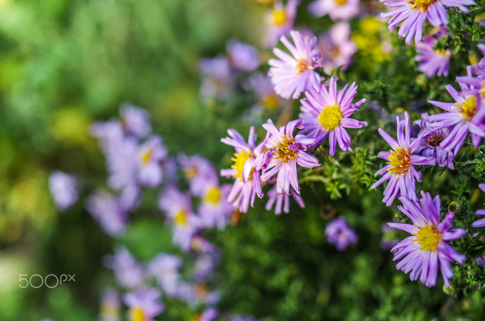 Pentax K-50 sample photo. 20. photography