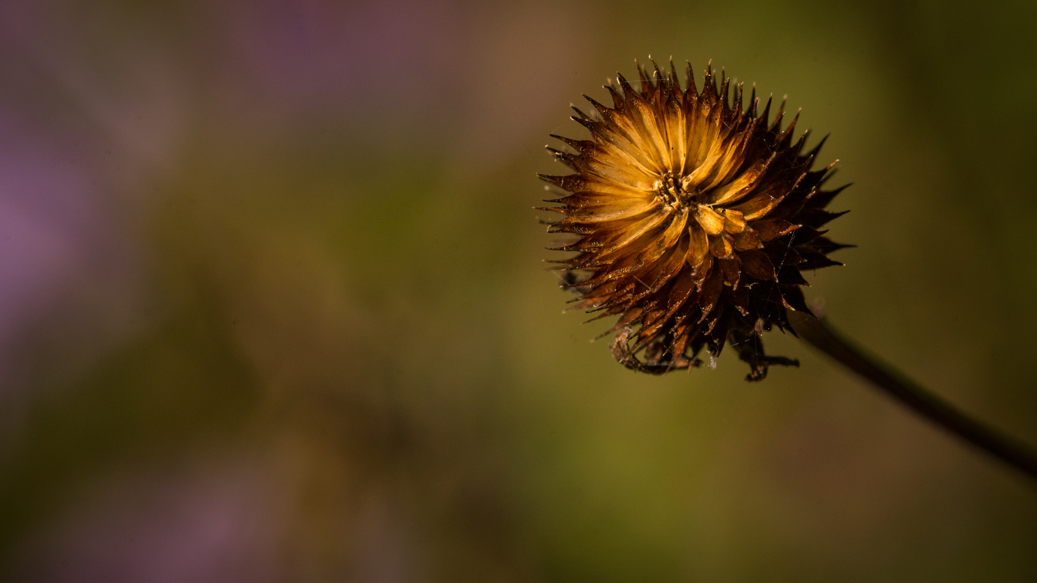 Tamron SP AF 180mm F3.5 Di LD (IF) Macro sample photo. Singular colors photography