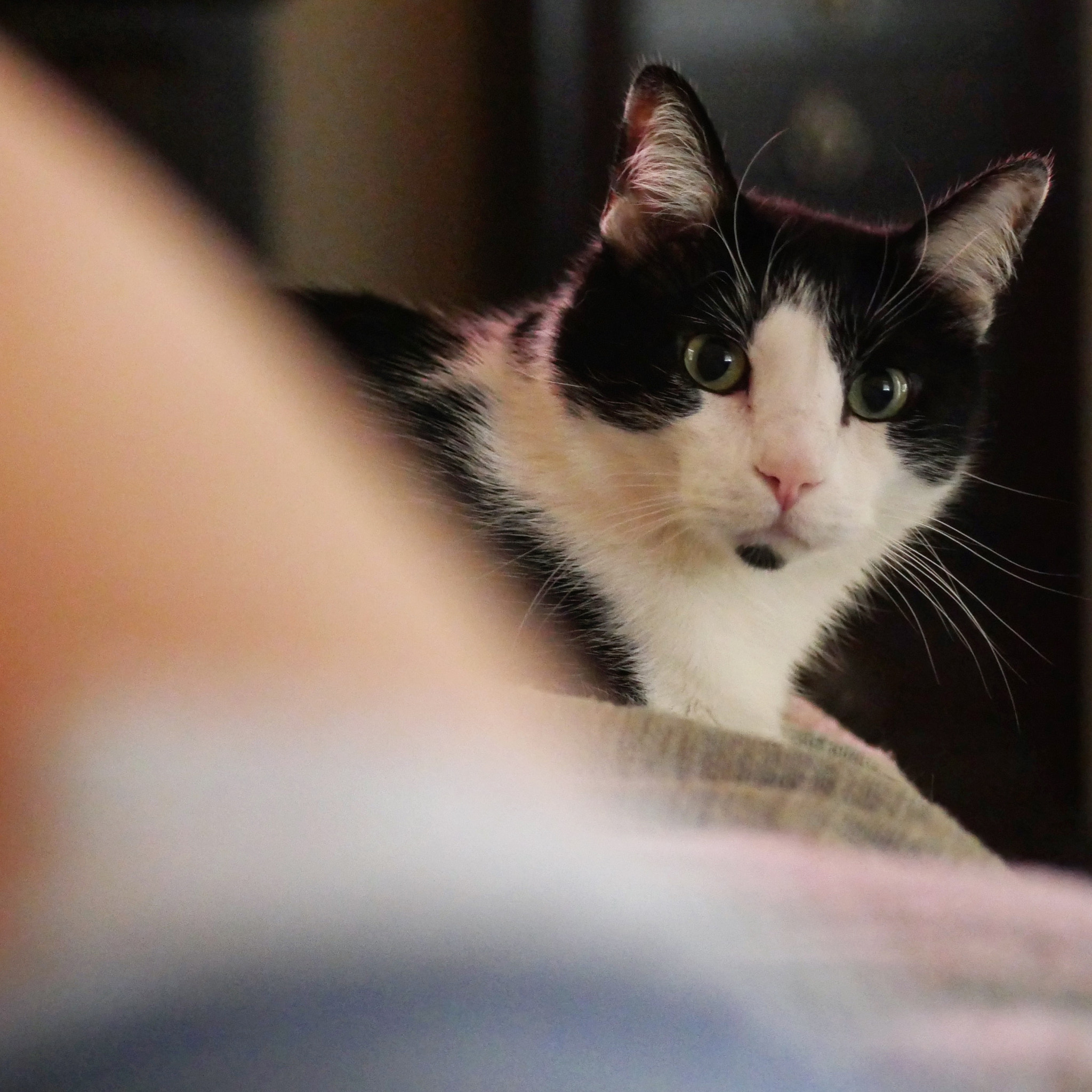 Panasonic Lumix G 42.5mm F1.7 ASPH Power OIS sample photo. Caturday photography