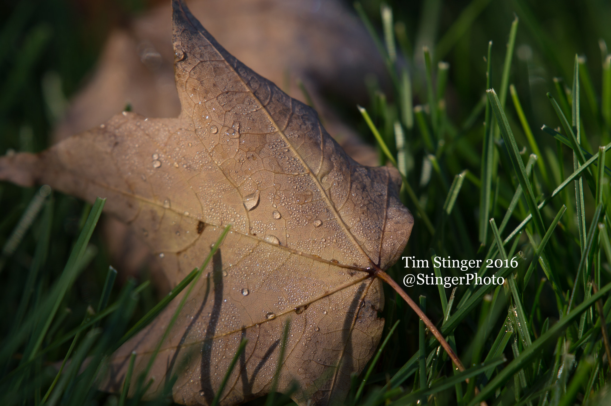 Nikon AF-S Nikkor 200-500mm F5.6E ED VR sample photo. Fall's blessing (1) photography