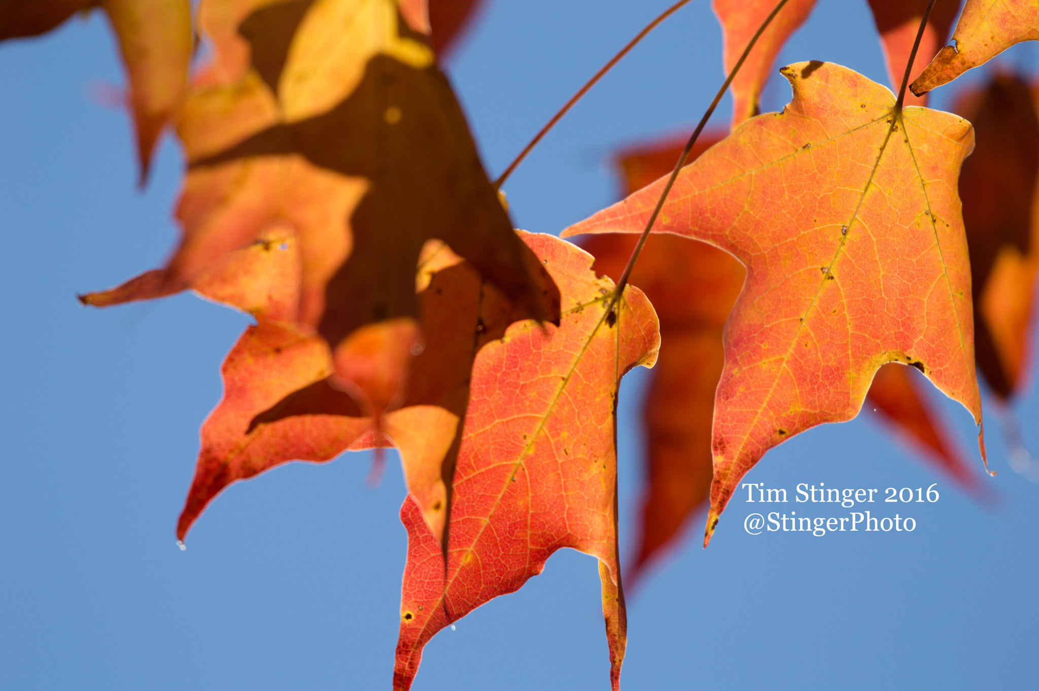 Nikon AF-S Nikkor 200-500mm F5.6E ED VR sample photo. Fiery green mountain maple leaves photography