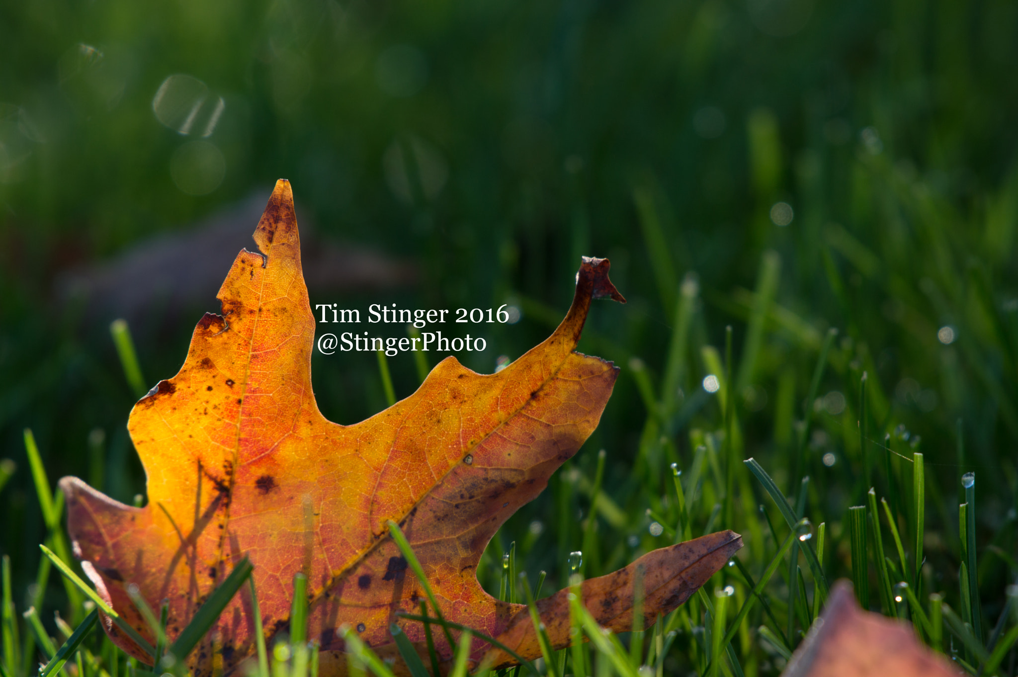 Nikon AF-S Nikkor 200-500mm F5.6E ED VR sample photo. Fall's blessing (2) photography