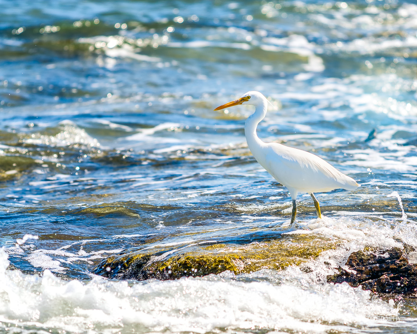 Nikon AF-S Nikkor 70-200mm F4G ED VR sample photo. Eastern great egret photography