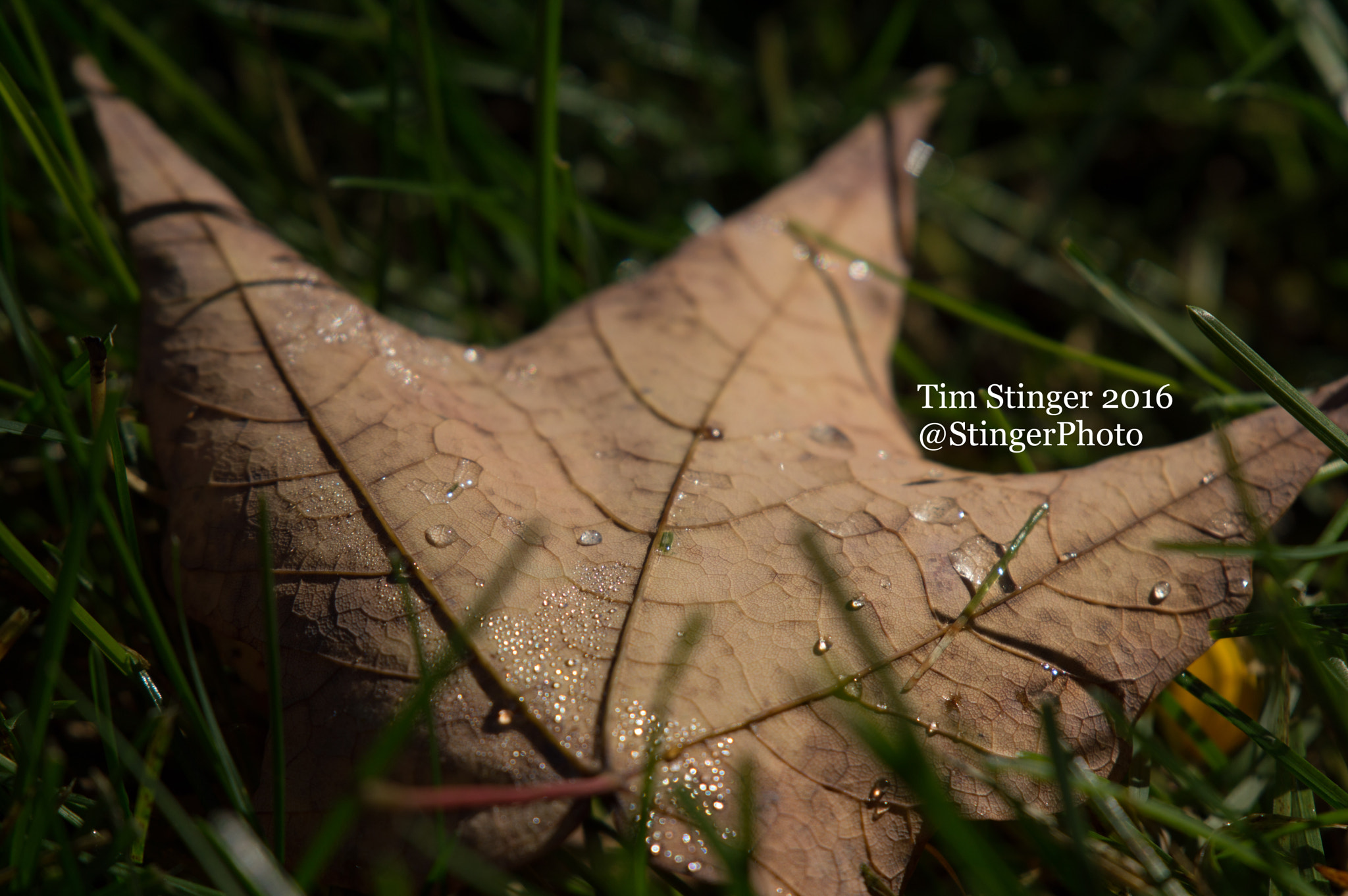 Nikon AF-S Nikkor 200-500mm F5.6E ED VR sample photo. Fall's blessing (3) photography