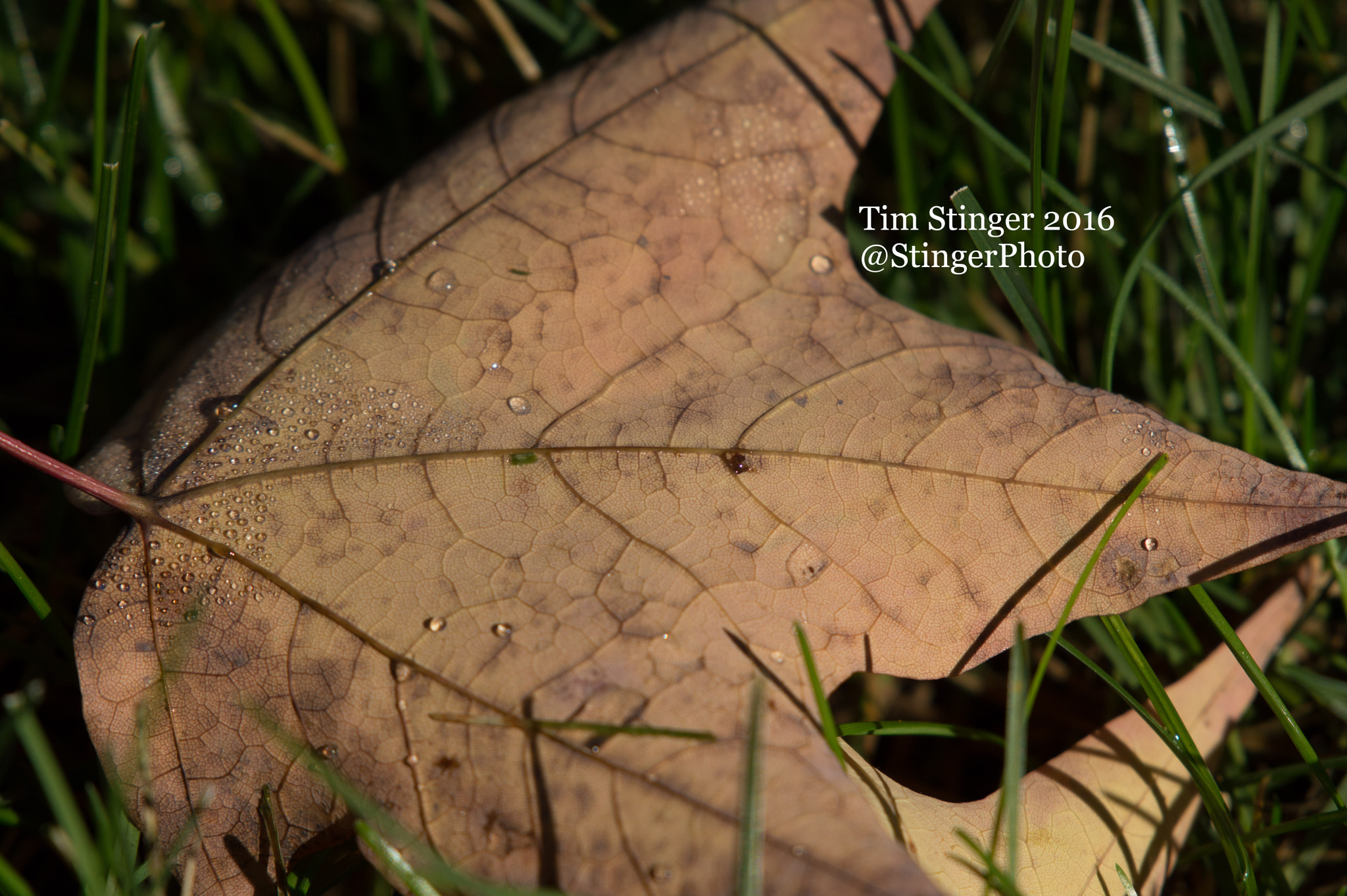 Nikon AF-S Nikkor 200-500mm F5.6E ED VR sample photo. Fall's blessing (4) photography