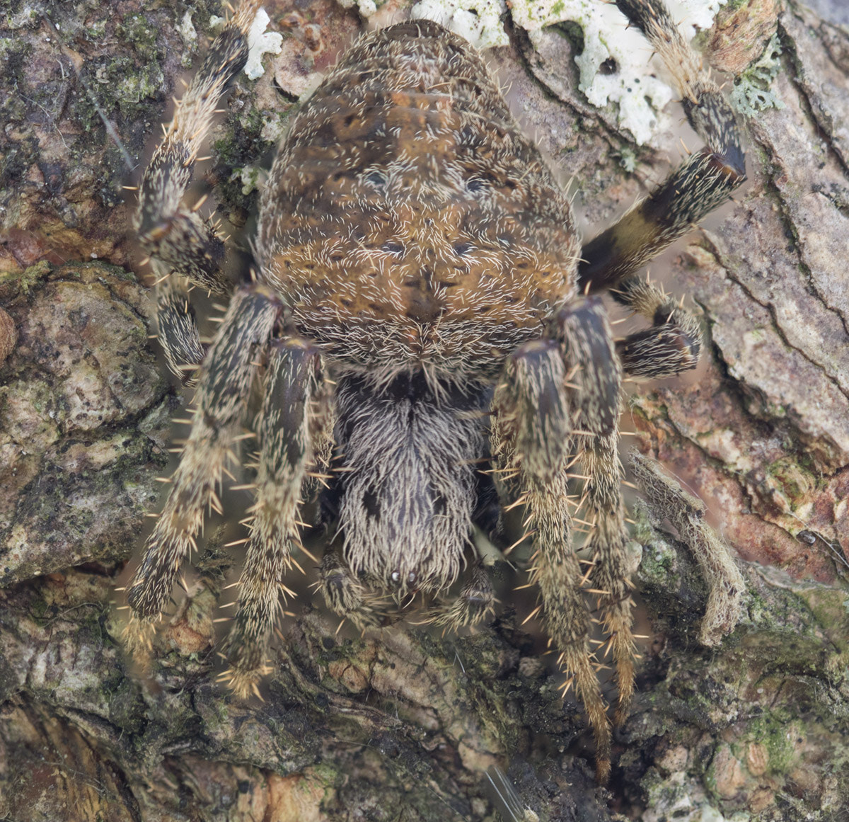 Canon EOS 760D (EOS Rebel T6s / EOS 8000D) sample photo. Spider #2 photography