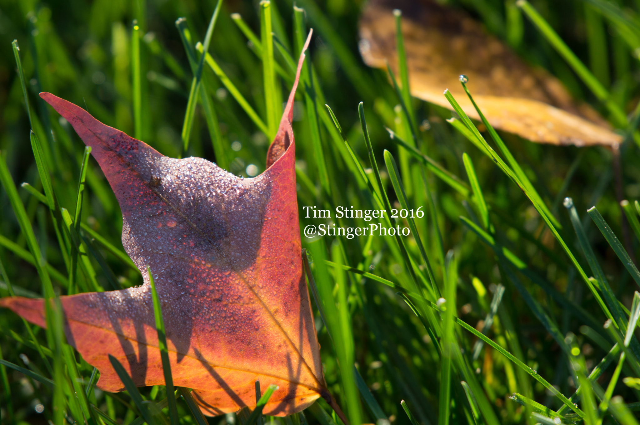 Nikon AF-S Nikkor 200-500mm F5.6E ED VR sample photo. Fall's blessing (5) photography