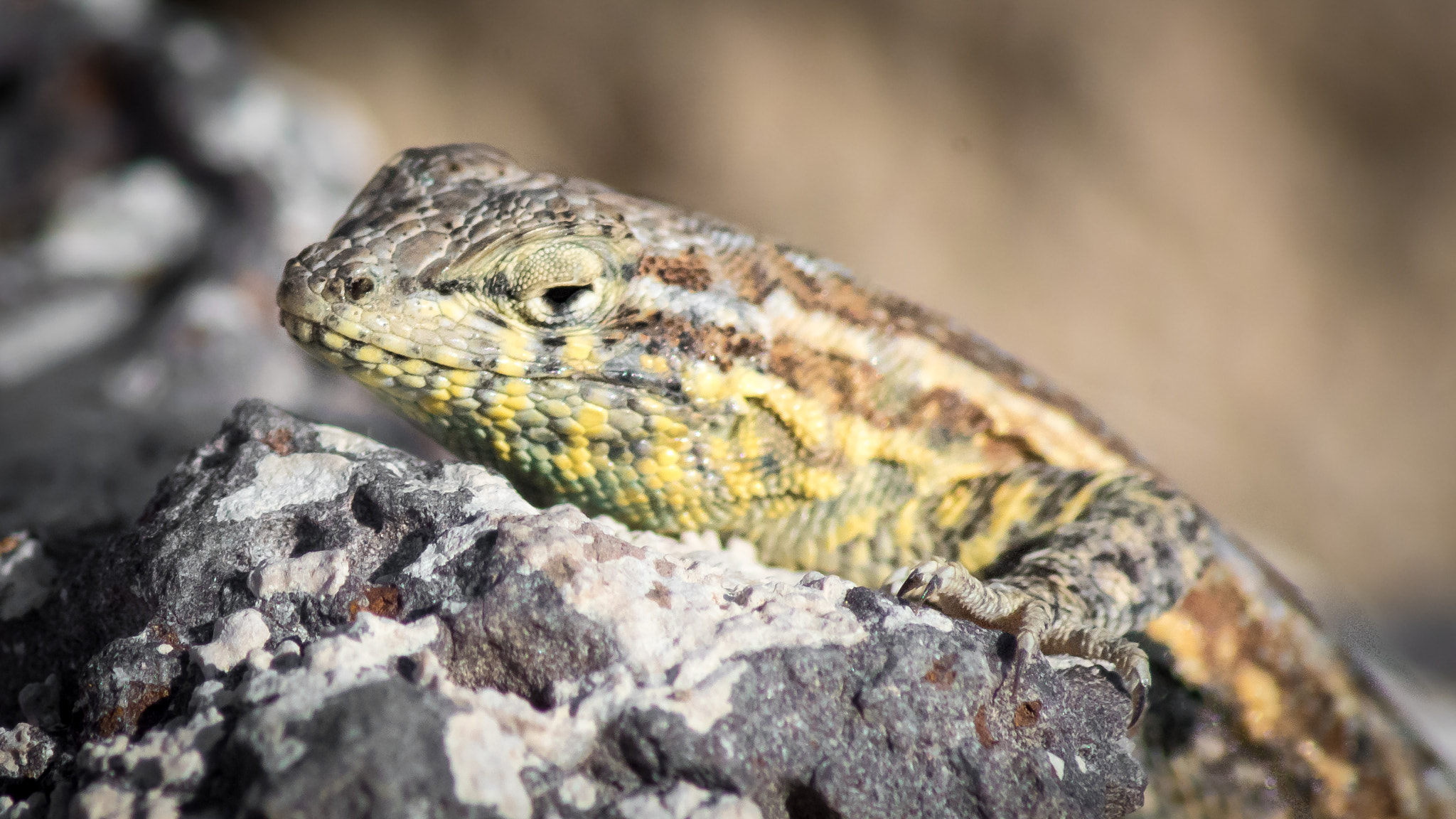 Sony ILCA-77M2 sample photo. Side blotched lizard photography