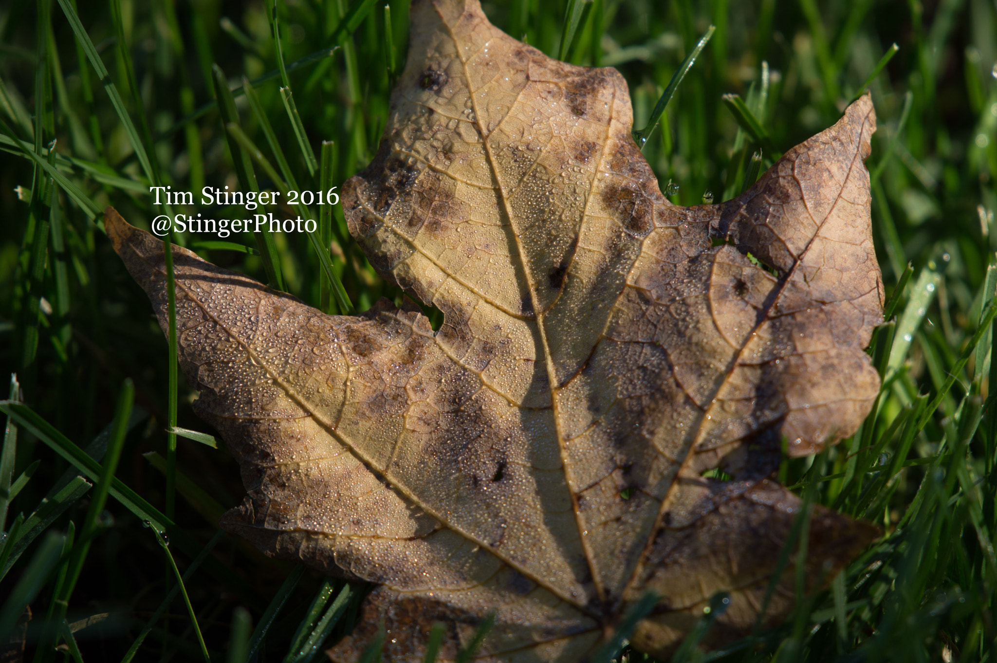 Nikon AF-S Nikkor 200-500mm F5.6E ED VR sample photo. Fall's blessing (6) photography