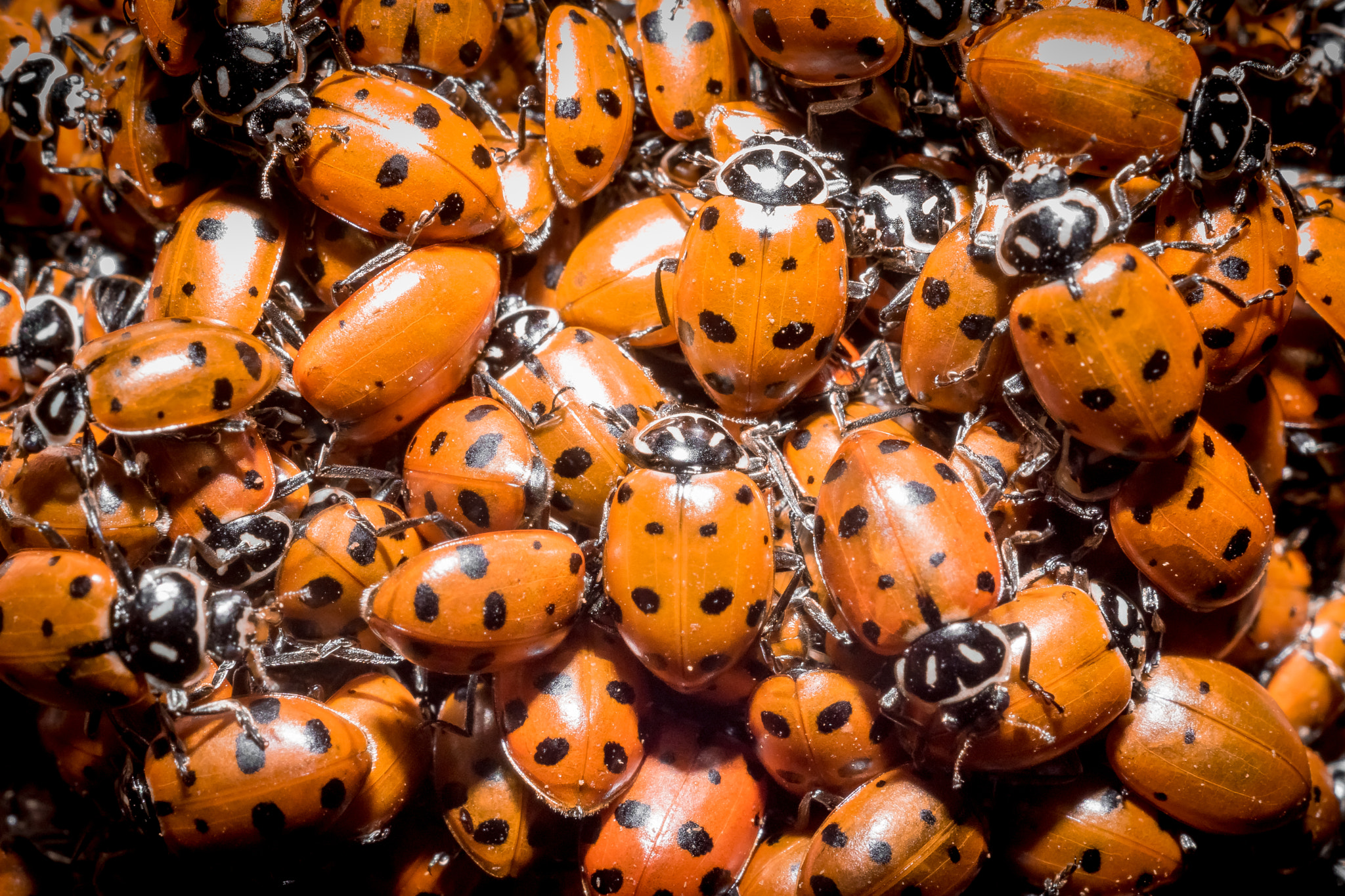 Sony DT 30mm F2.8 Macro SAM sample photo. Ladybug love photography