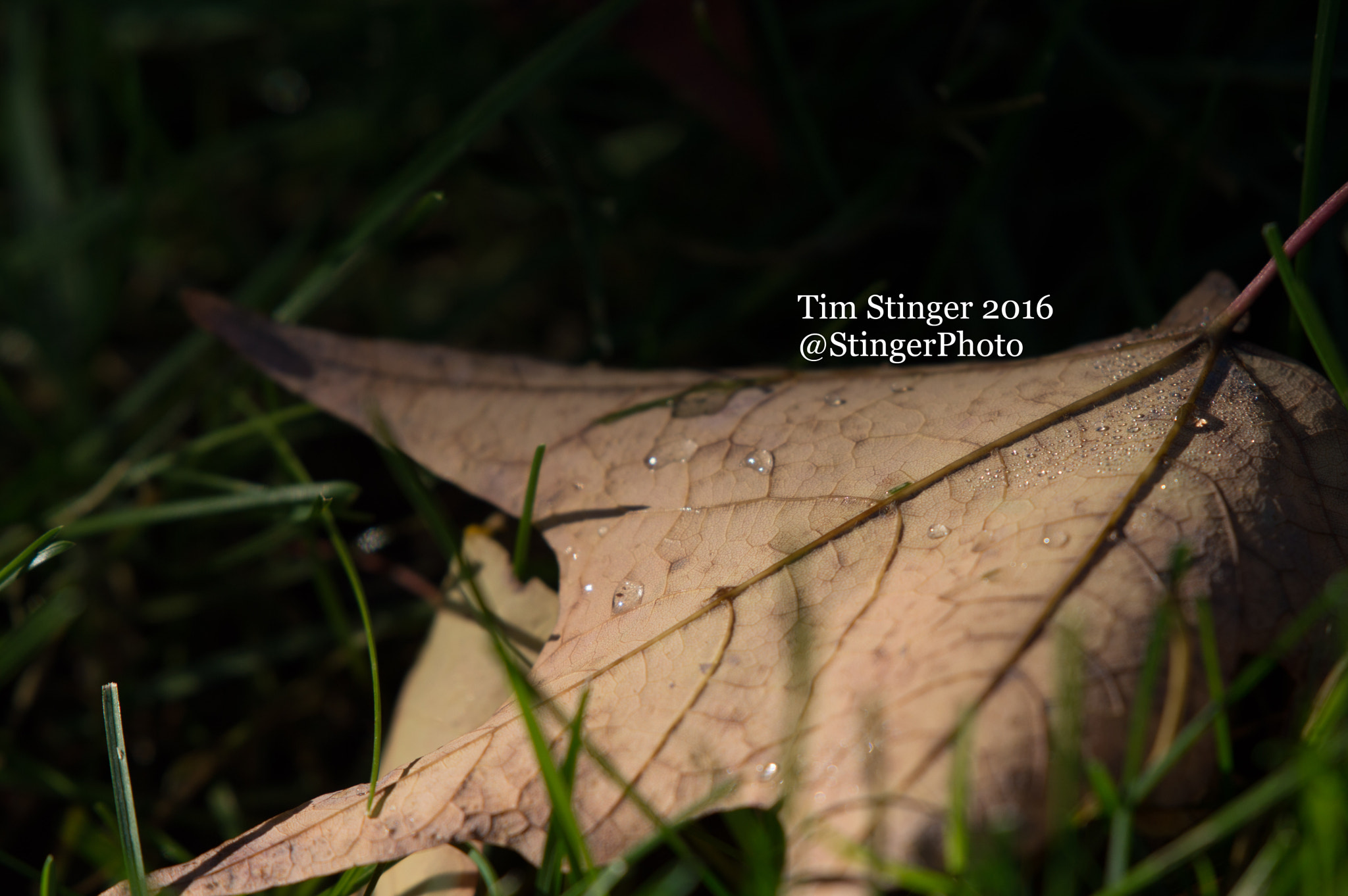 Nikon AF-S Nikkor 200-500mm F5.6E ED VR sample photo. Fall's blessing (7) photography
