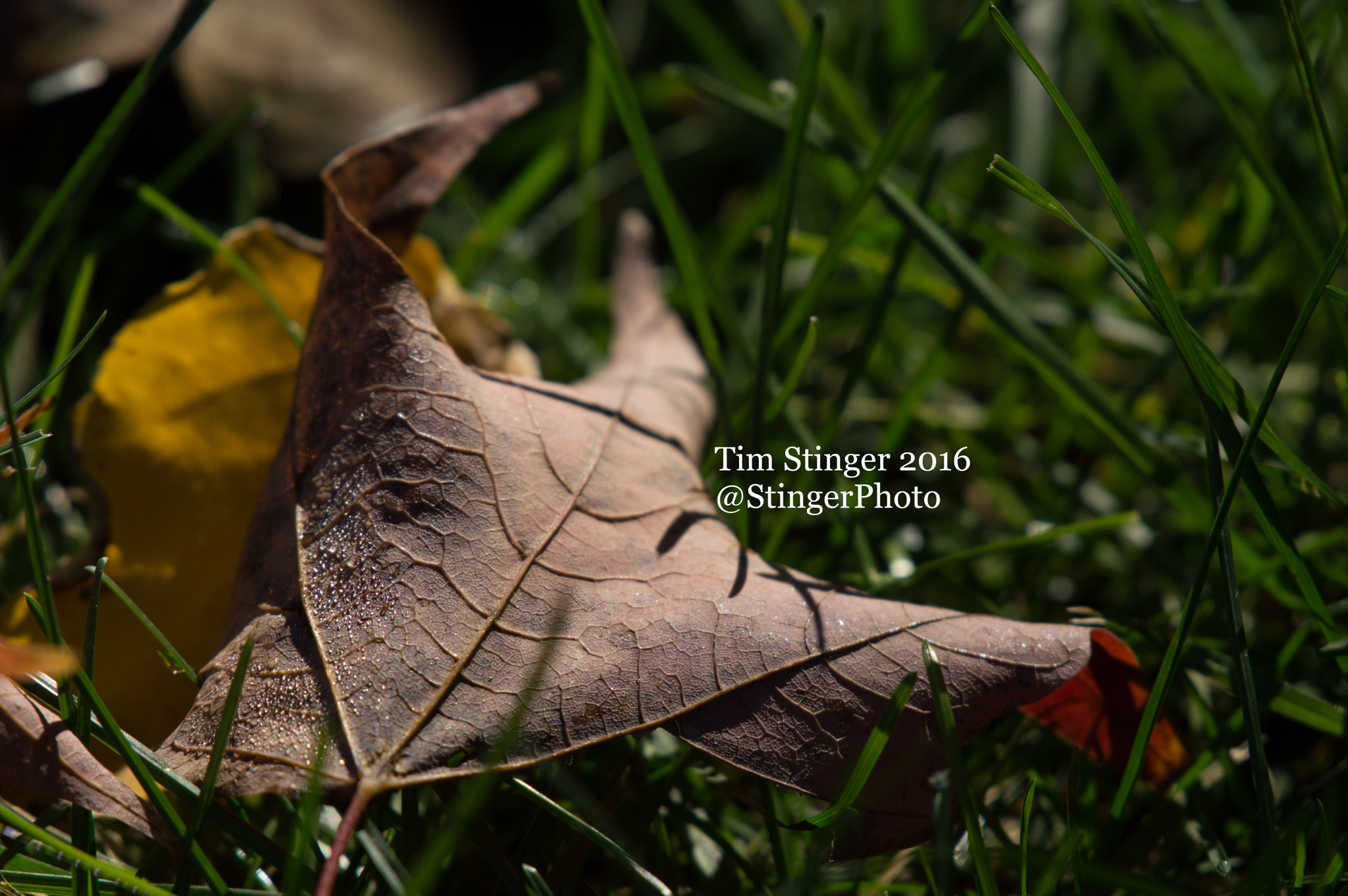 Nikon AF-S Nikkor 200-500mm F5.6E ED VR sample photo. Fall's blessing (8) photography