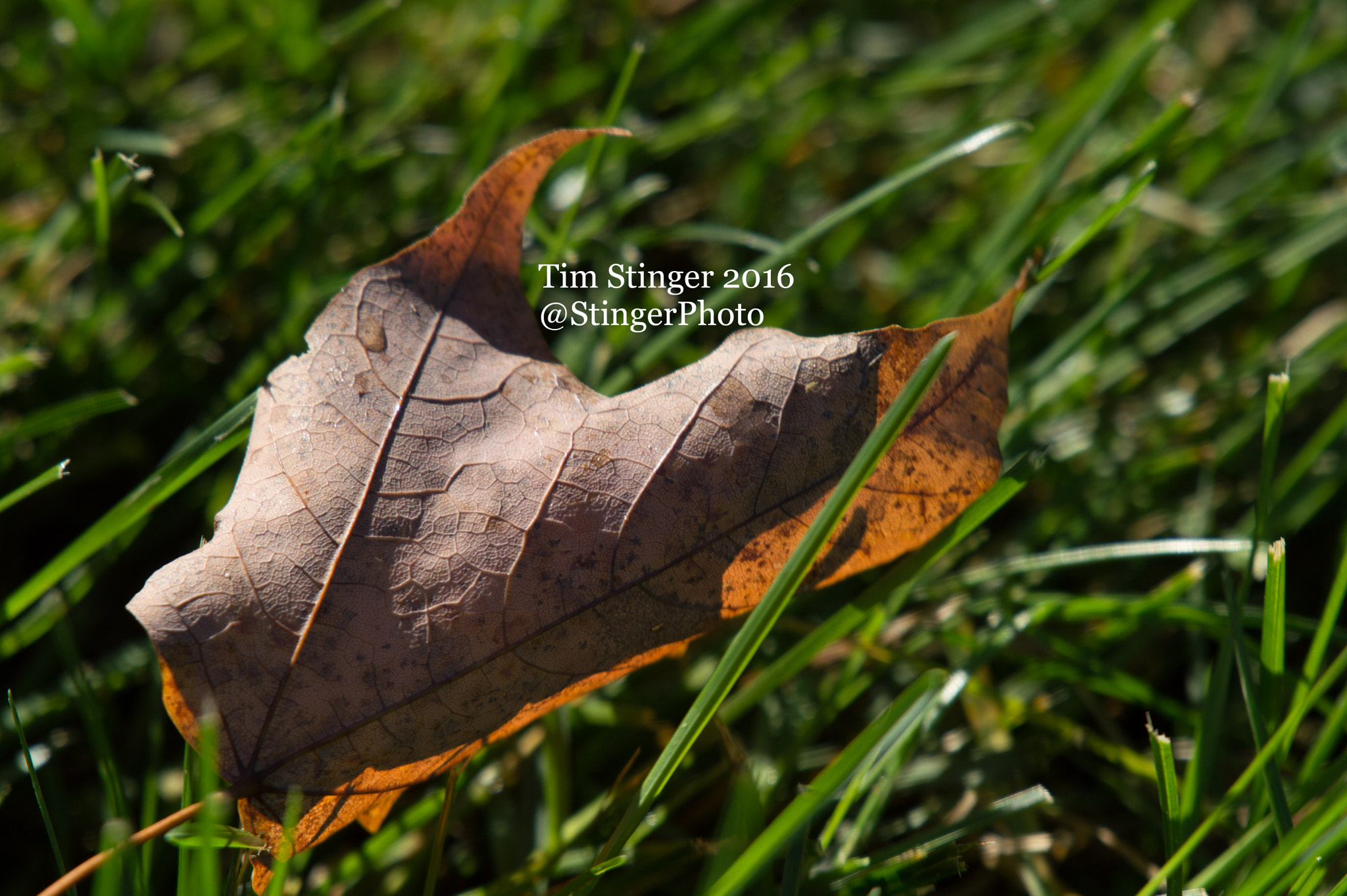 Nikon AF-S Nikkor 200-500mm F5.6E ED VR sample photo. Fall's blessing (9) photography