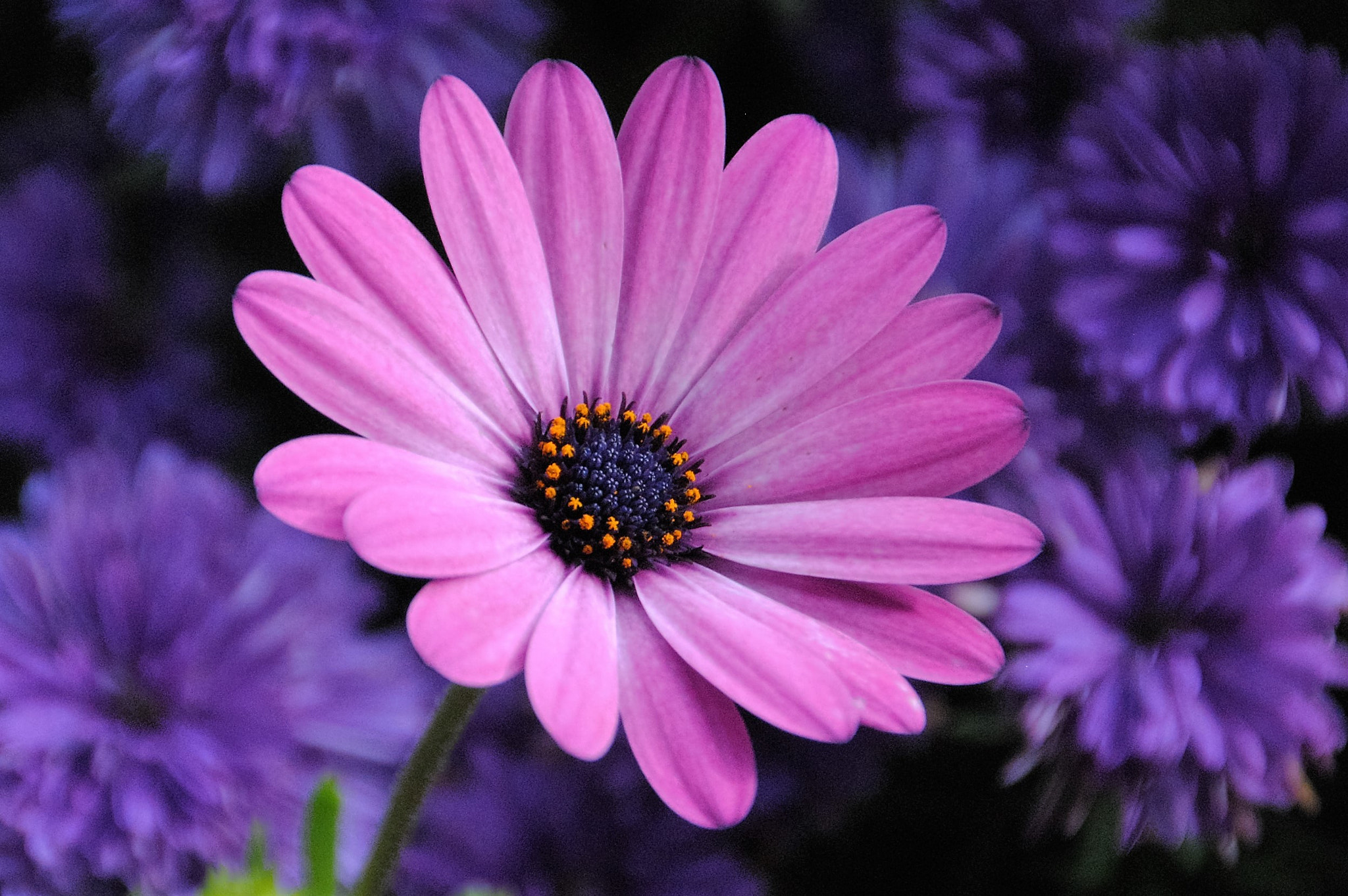 Nikon D3000 sample photo. Letzte margerite photography
