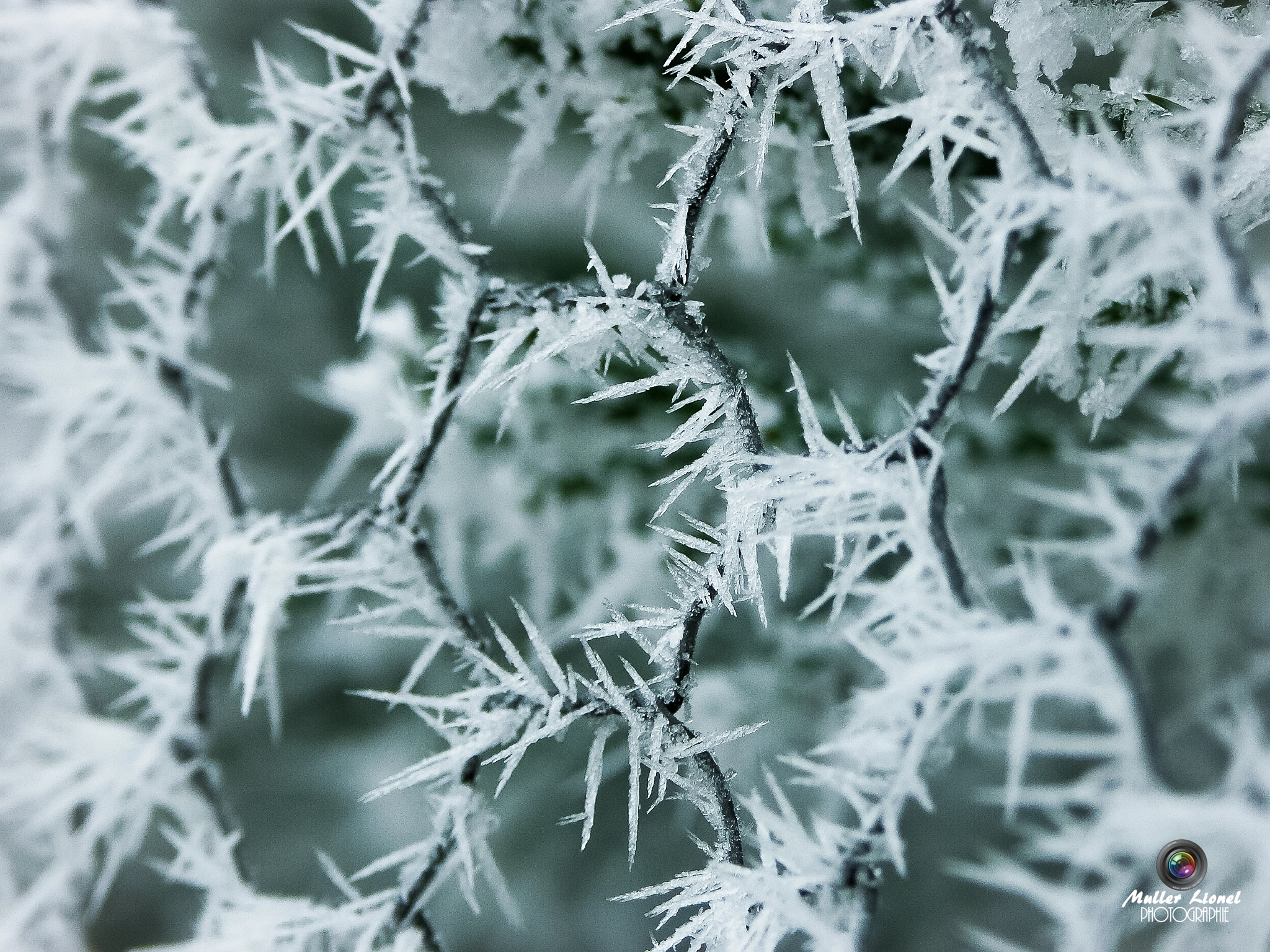 KONICA MINOLTA DiMAGE A1 sample photo. Givre photography