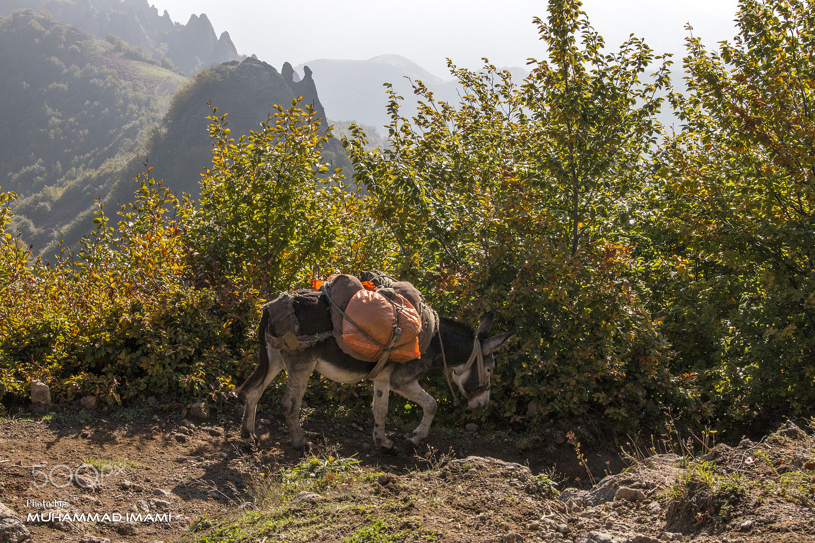 Sigma 24-105mm f/4 DG OS HSM | A sample photo. Donkey photography