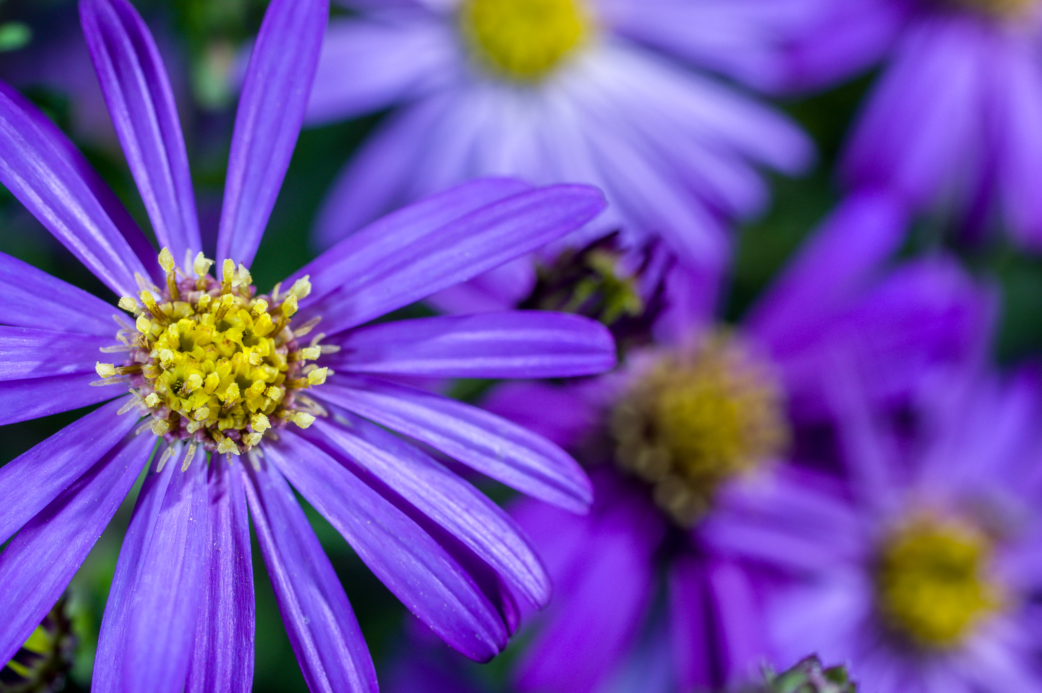 Pentax K-3 + smc PENTAX-FA Macro 50mm F2.8 sample photo. Aster flowers photography