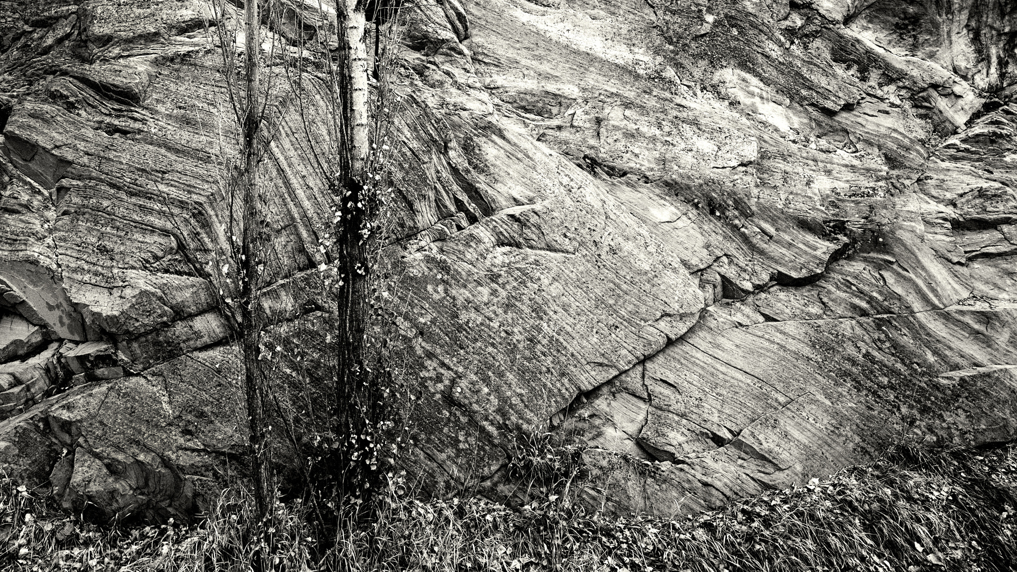 Leica Super-Elmar-M 21mm F3.4 ASPH sample photo. Trees against rock photography