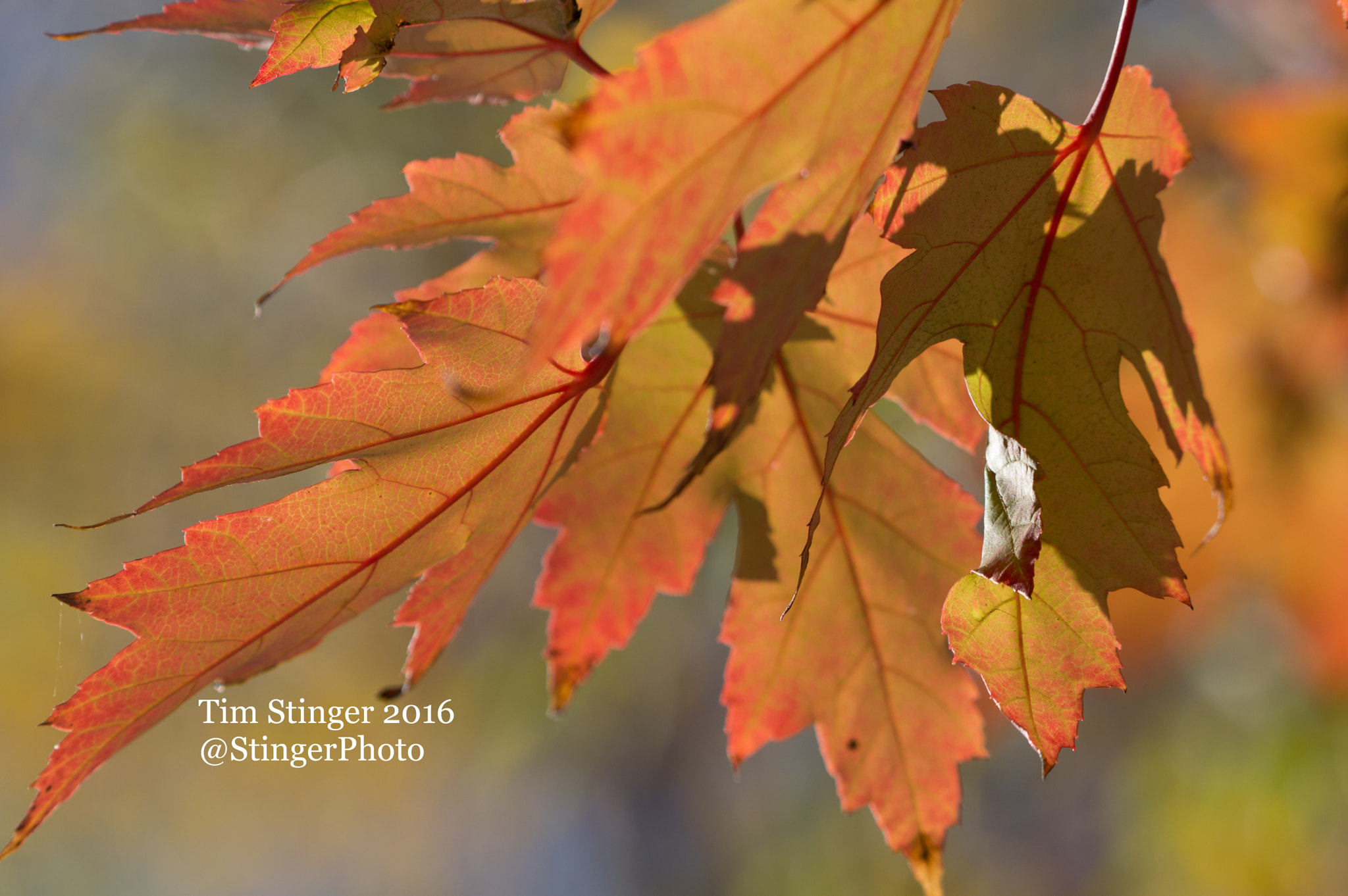 Nikon AF-S Nikkor 200-500mm F5.6E ED VR sample photo. Transitioning freeman's maple autumn blaze photography