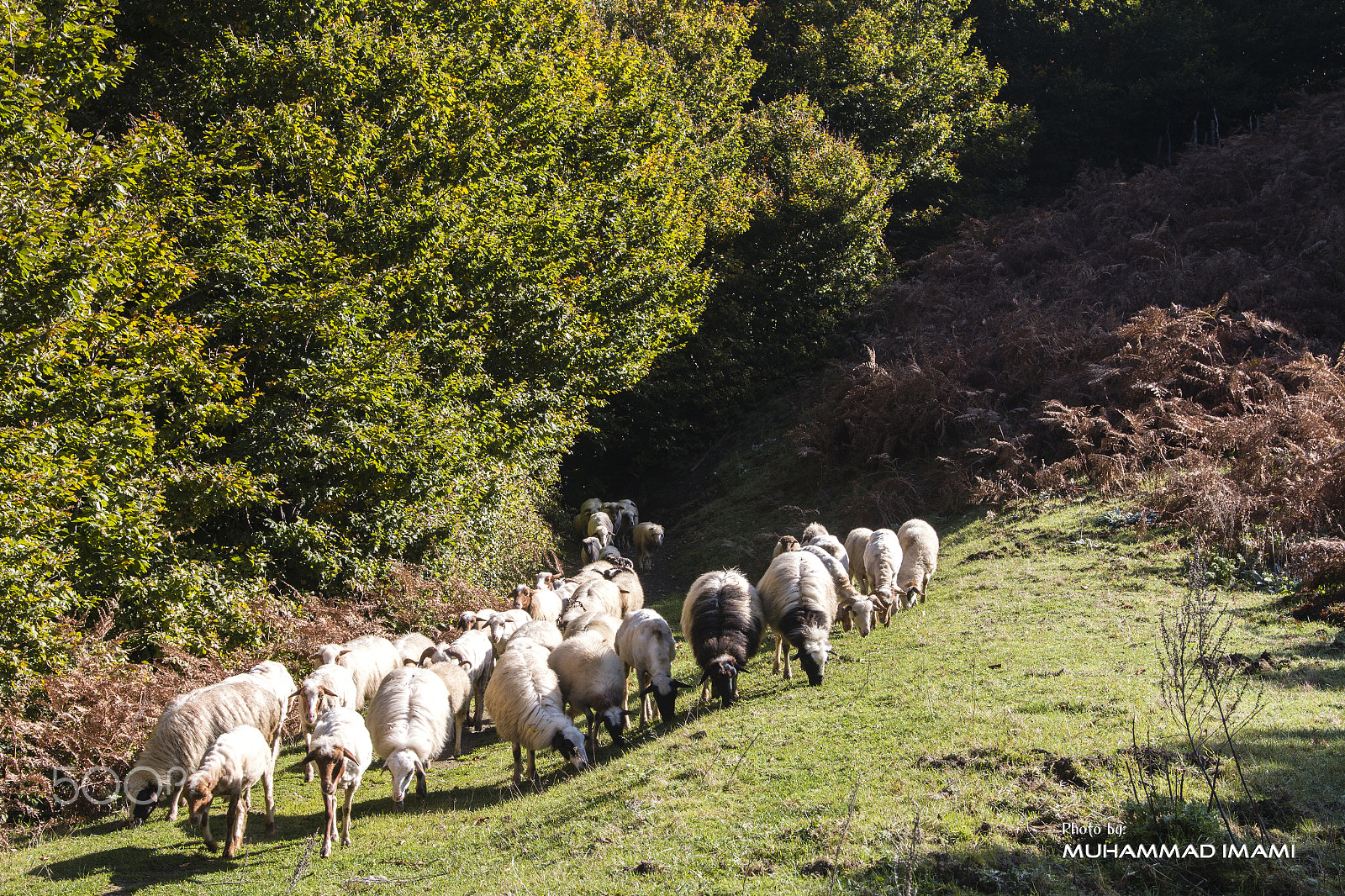 Canon EOS 70D + Sigma 24-105mm f/4 DG OS HSM | A sample photo. Sheeps photography