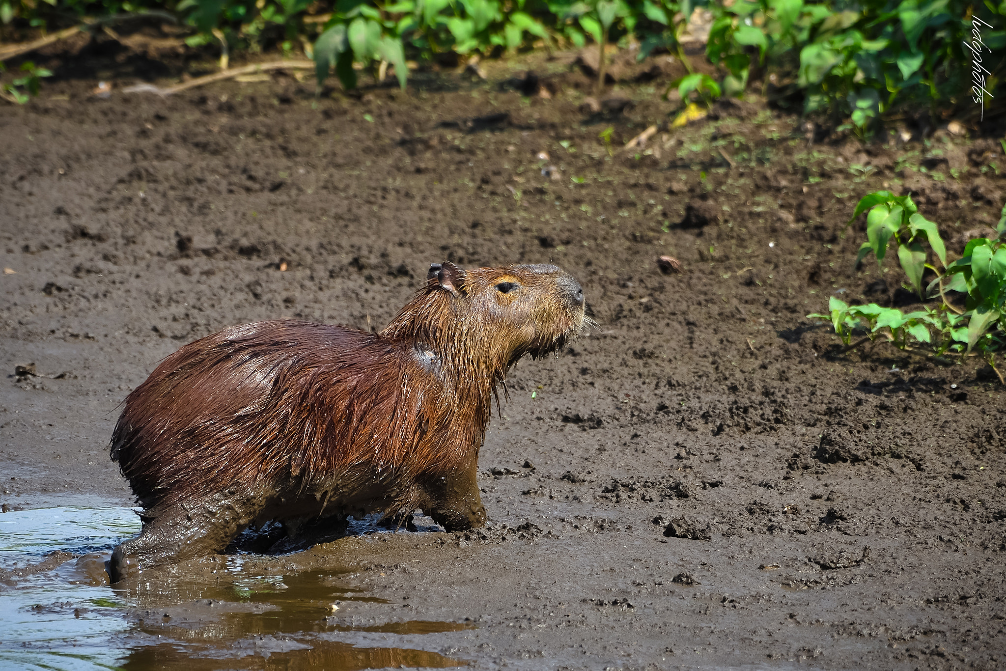 Nikon D500 + IX-Nikkor 60-180mm f/4-5.6 sample photo. In the mud photography