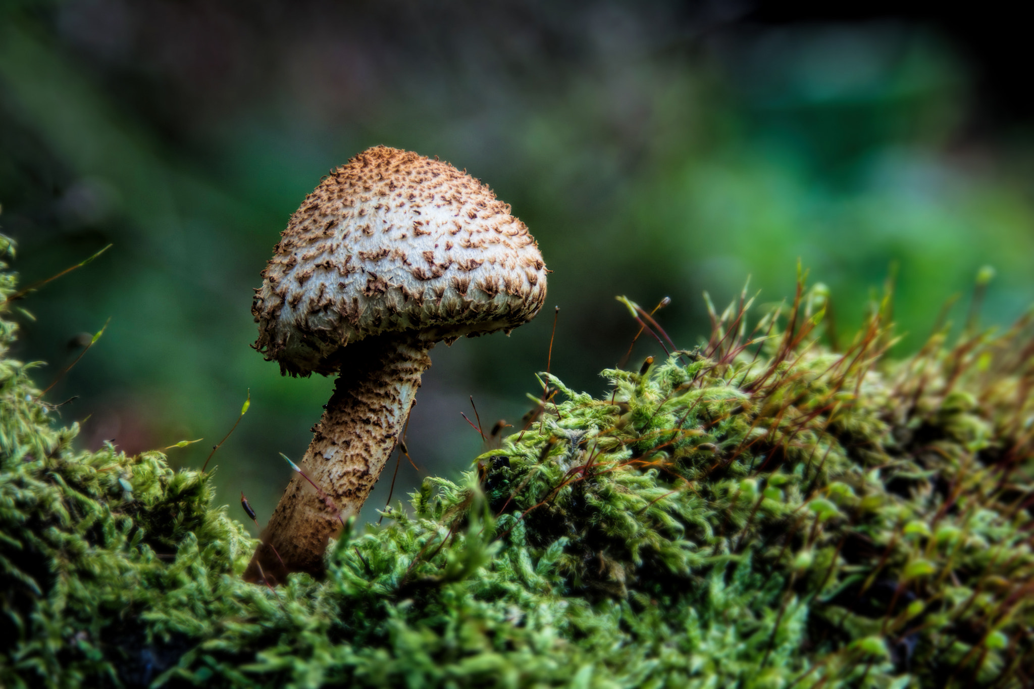 Nikon D600 sample photo. Garden fungi iii photography
