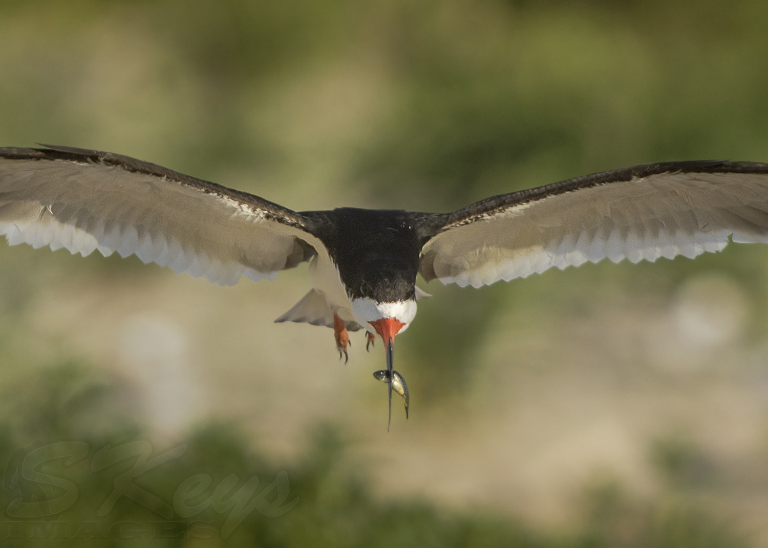 Nikon D7200 + Sigma 500mm F4.5 EX DG HSM sample photo. Small token (black skimmer) photography