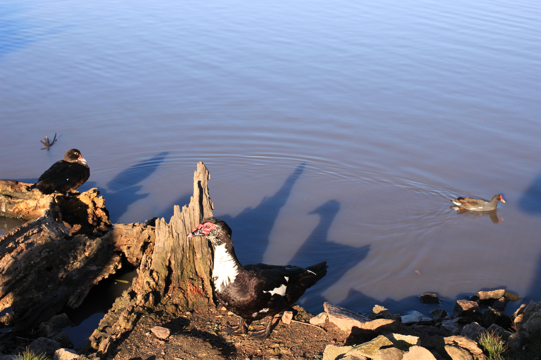 Canon EF 40mm F2.8 STM sample photo. Indie ducks photography