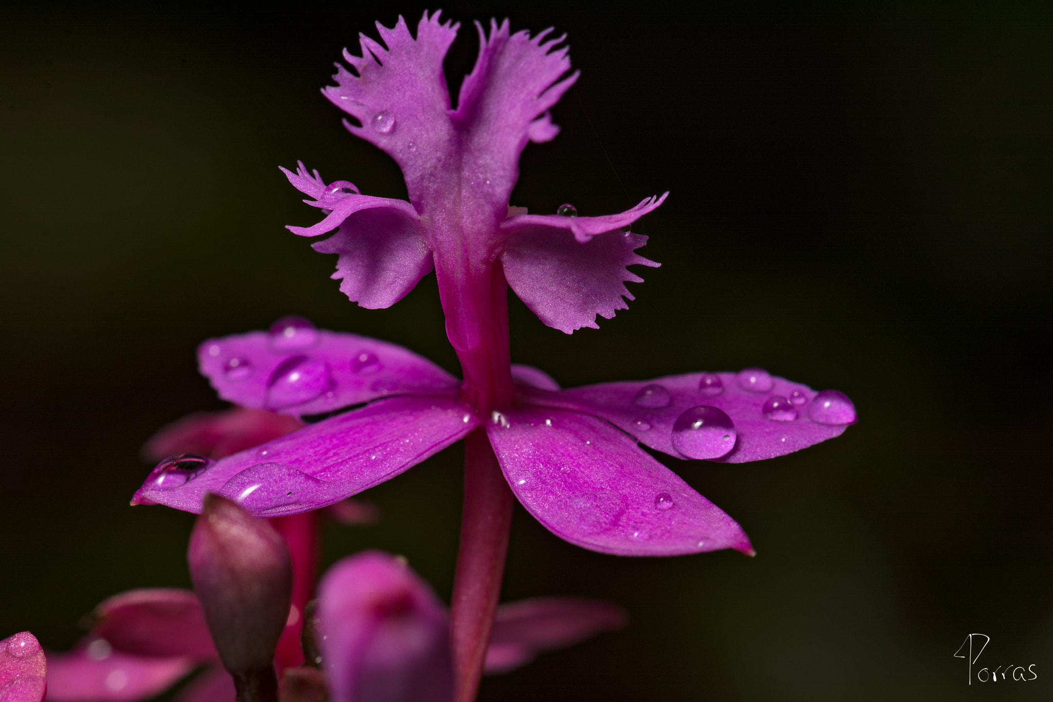 Nikon AF-S DX Micro-Nikkor 85mm F3.5G ED VR sample photo. Rainy day photography