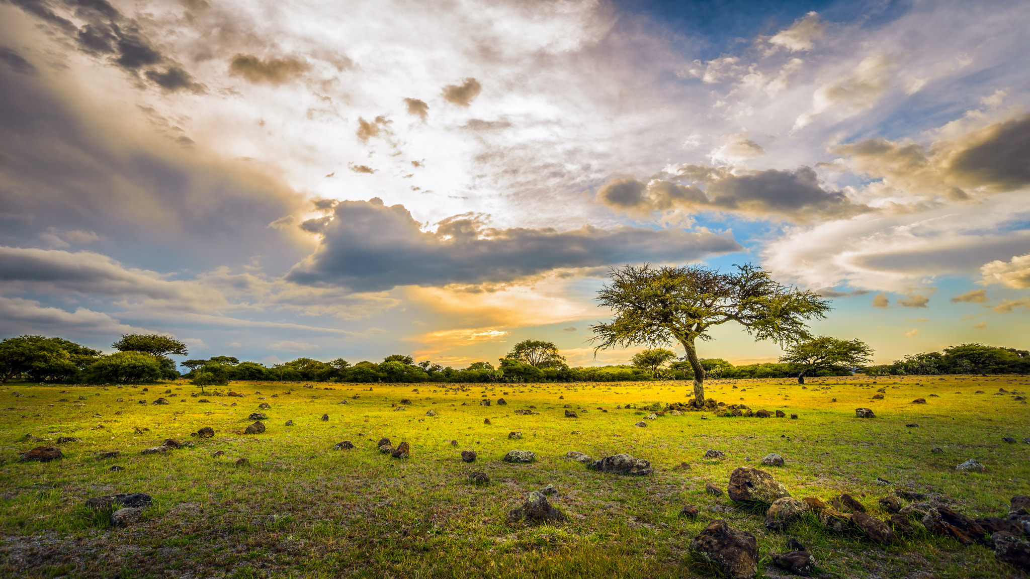 Nikon D600 sample photo. Árbol solitario photography