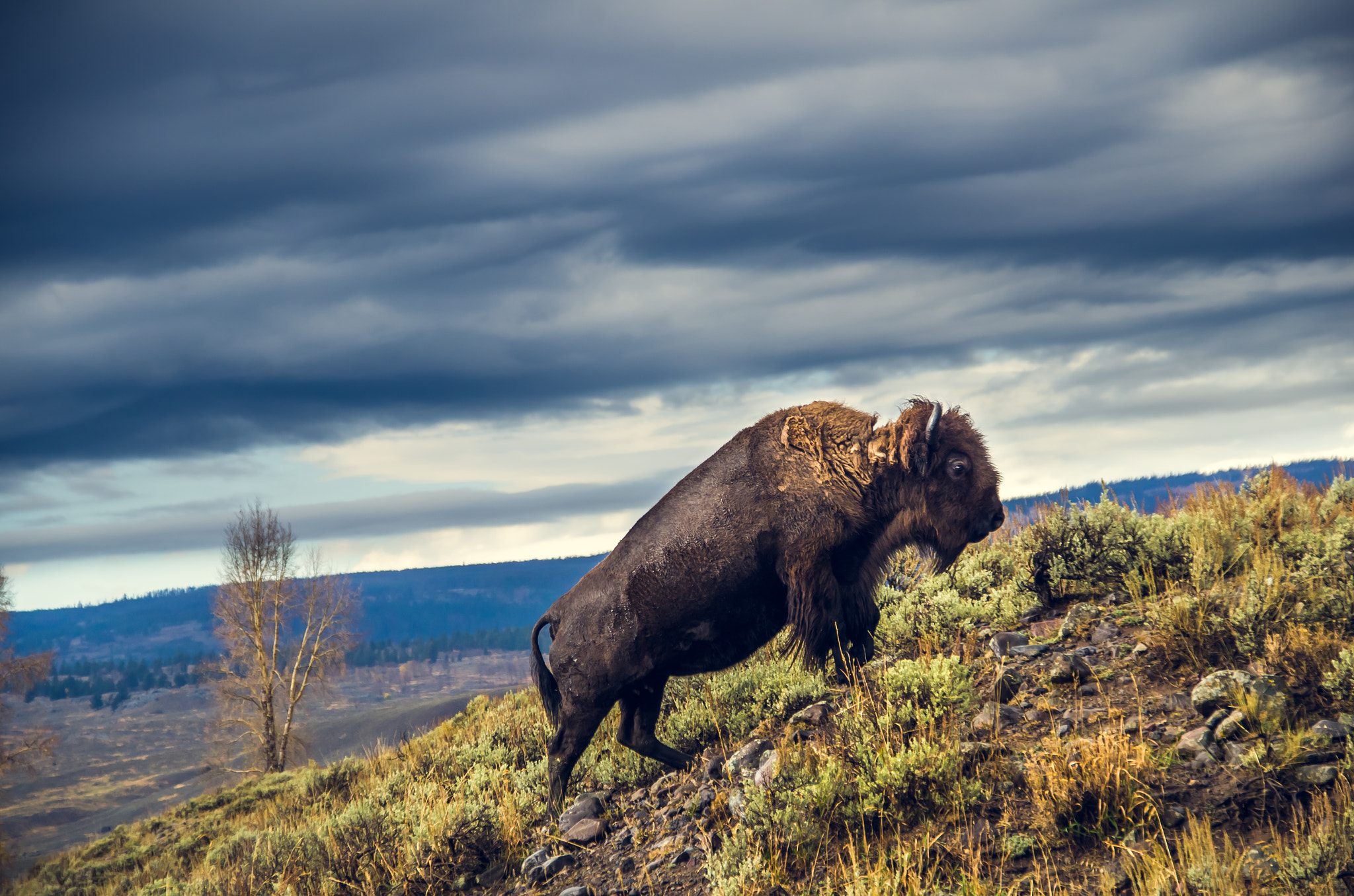 Nikon D7000 + Sigma 18-200mm F3.5-6.3 DC OS HSM sample photo. Solitary bison - yellowstone photography