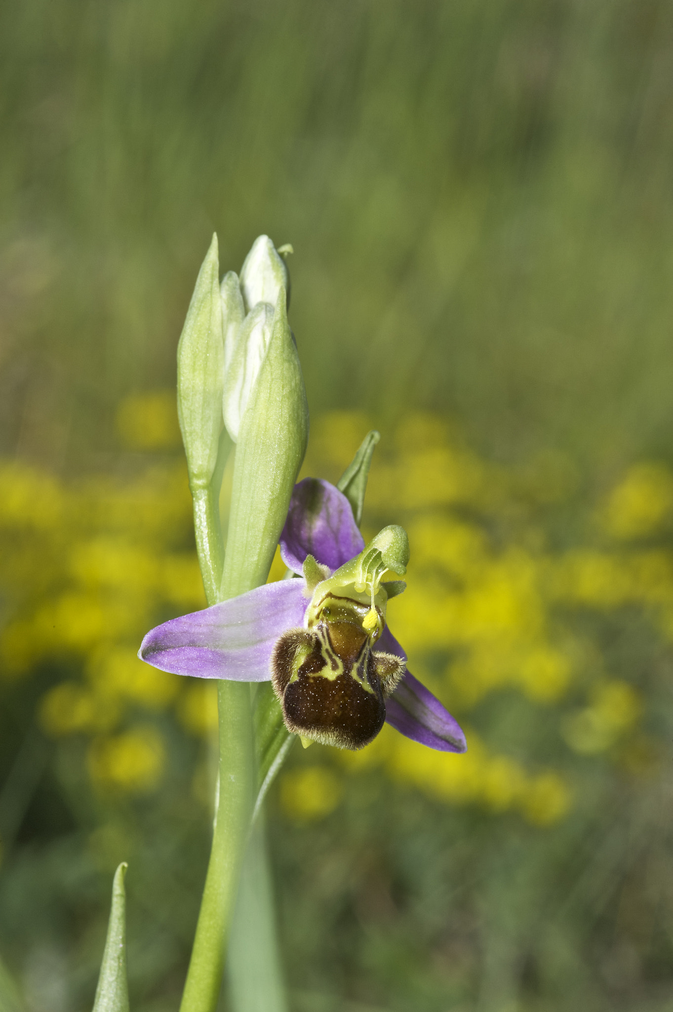 Nikon D3S + Sigma 105mm F2.8 EX DG Macro sample photo. Ophrys apifera algairen jbl photography