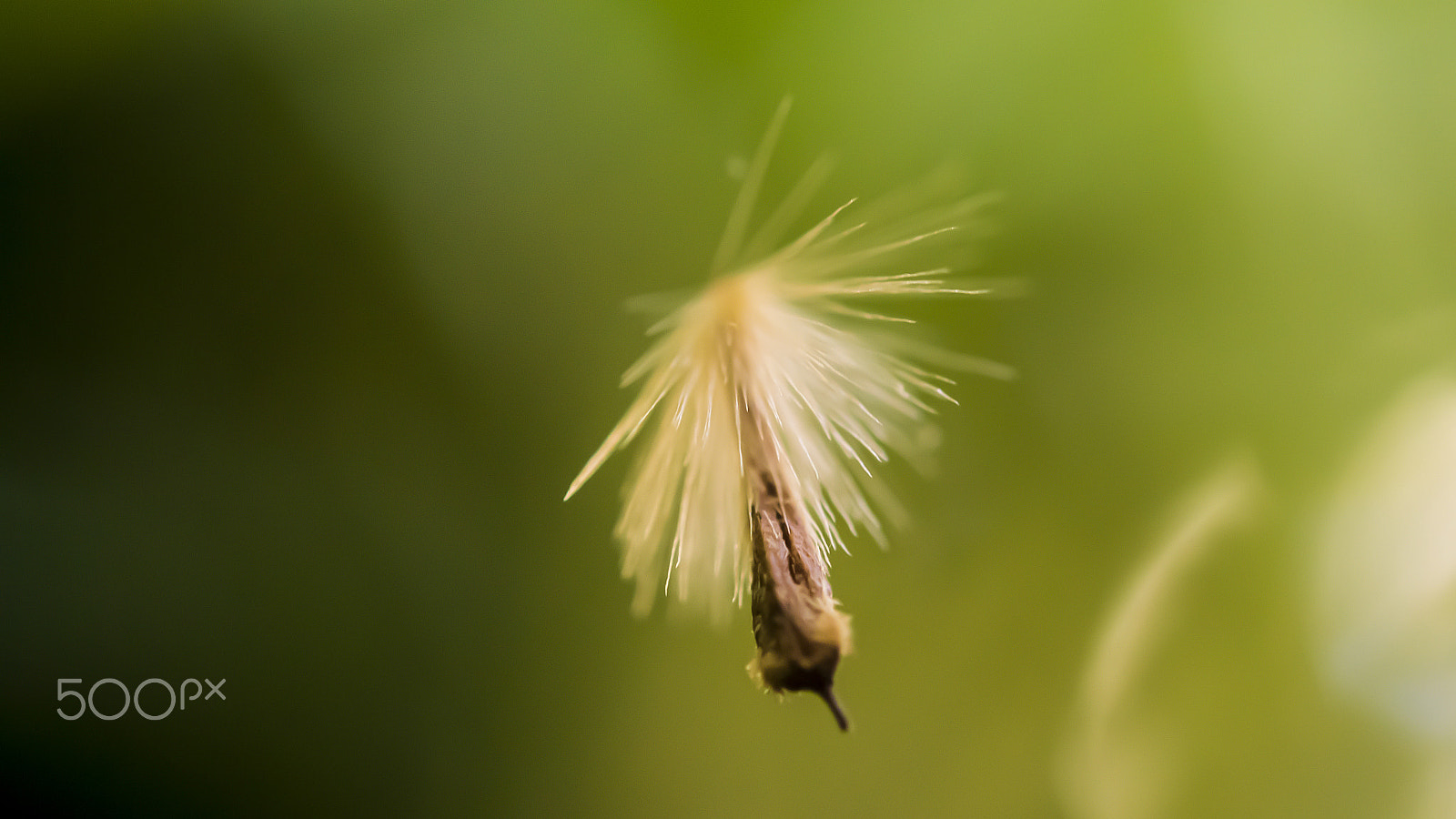 Nikon AF-S Micro-Nikkor 60mm F2.8G ED sample photo. ... photography
